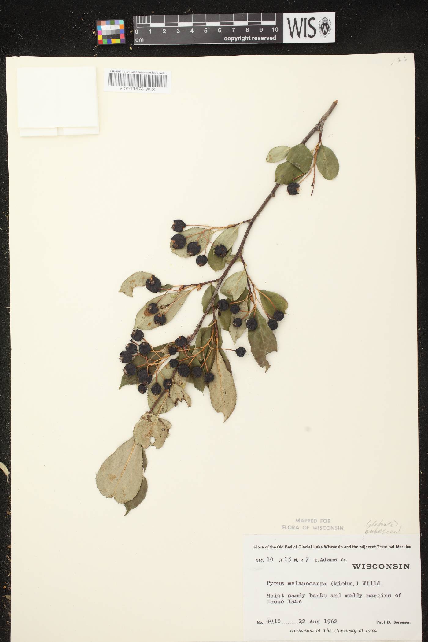 Aronia x prunifolia image