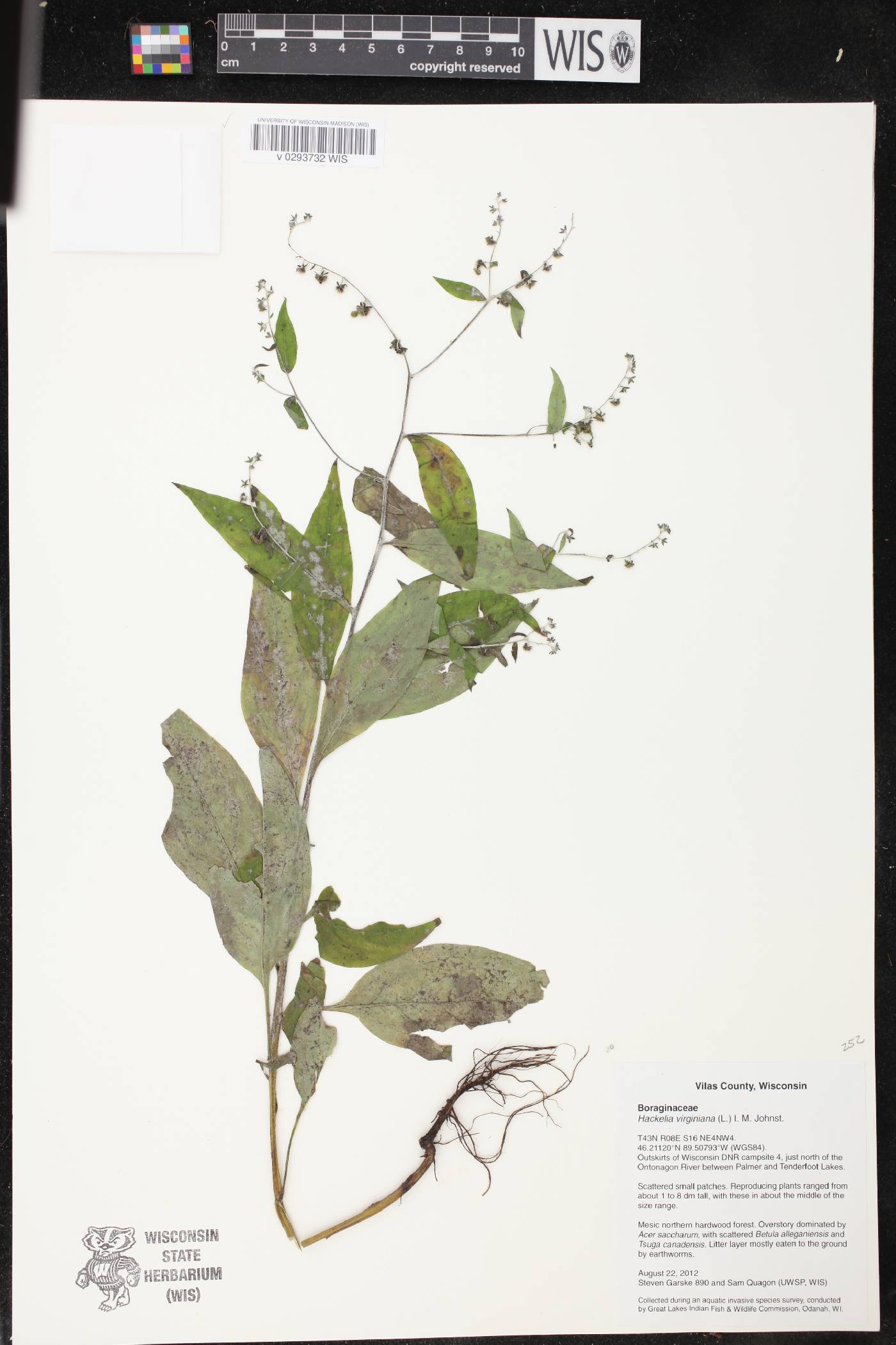 Hackelia virginiana image