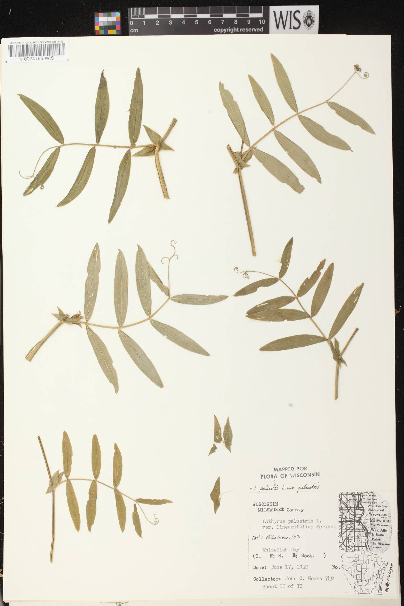 Lathyrus palustris image