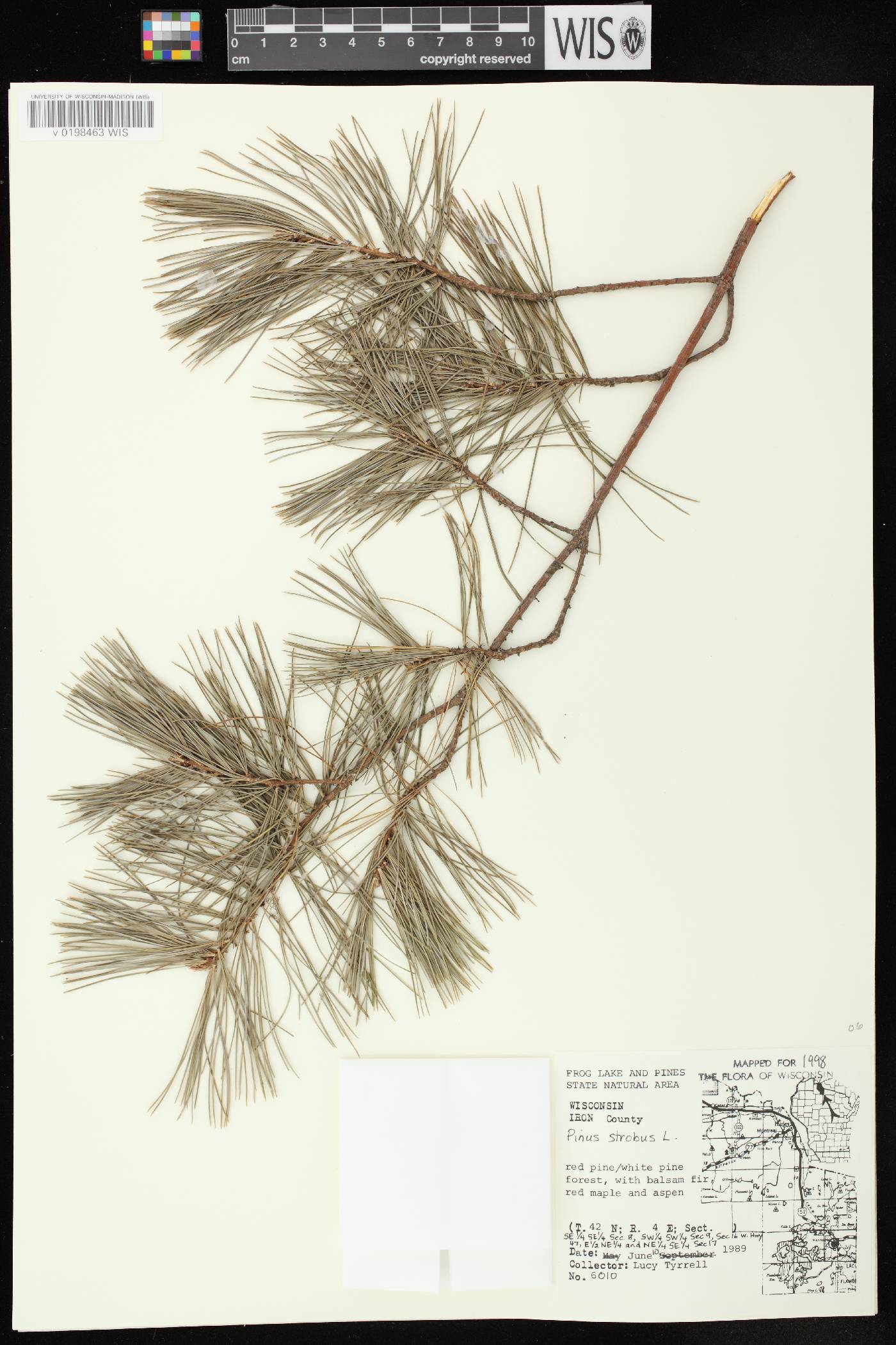 Pinus strobus image