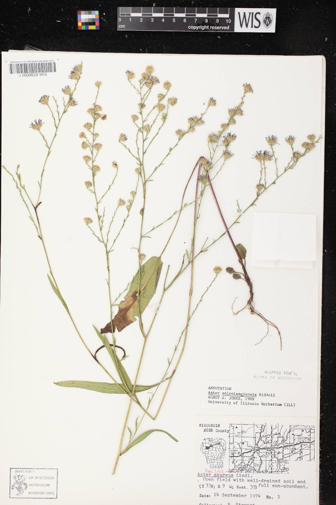 Symphyotrichum oolentangiense image
