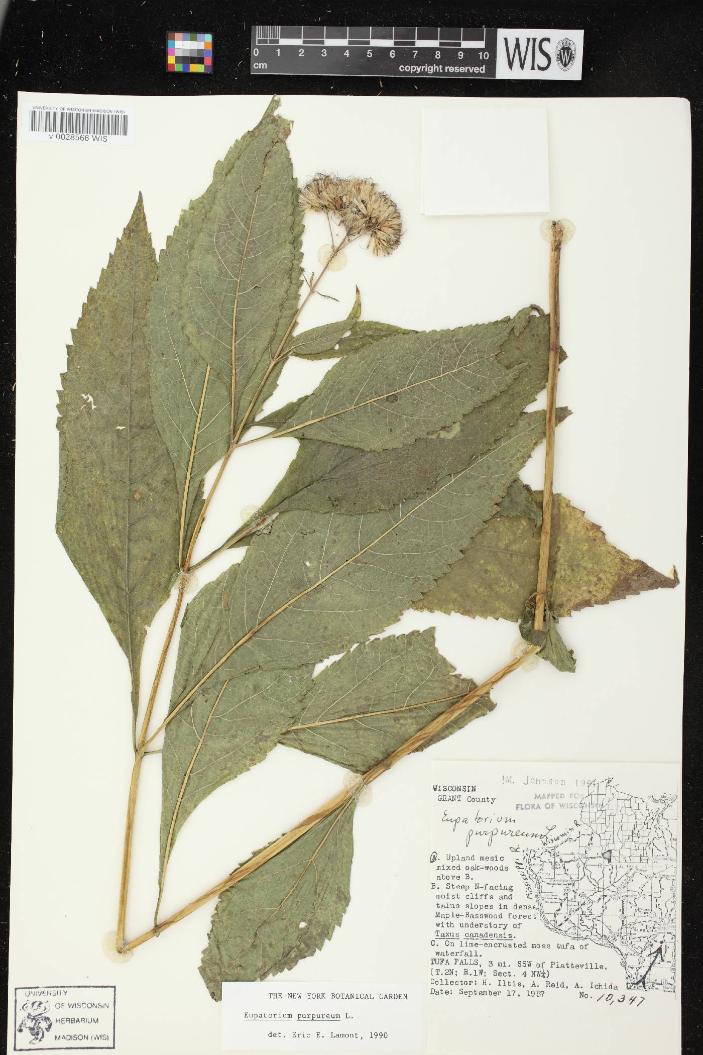 Eutrochium purpureum image