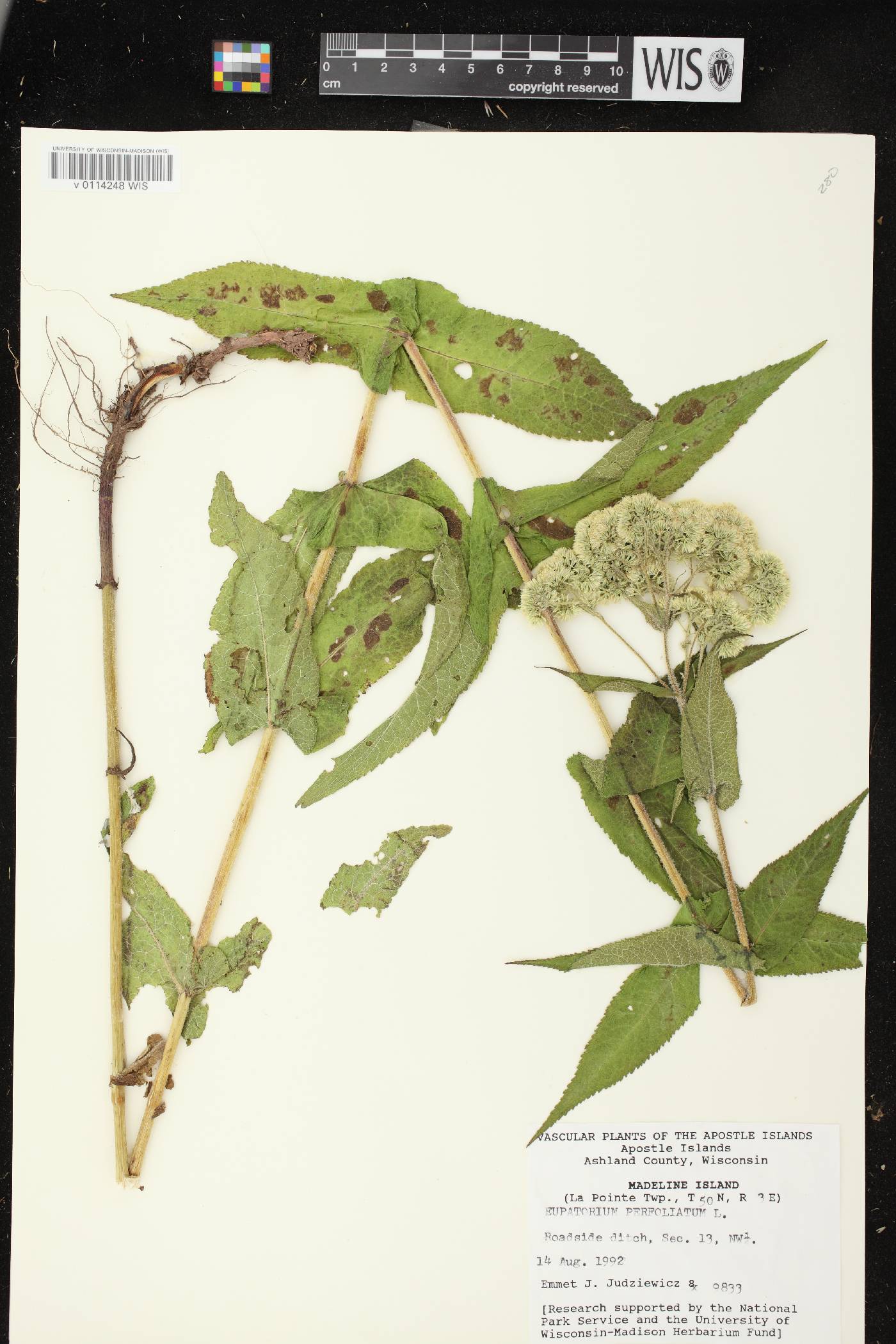 Eupatorium perfoliatum image