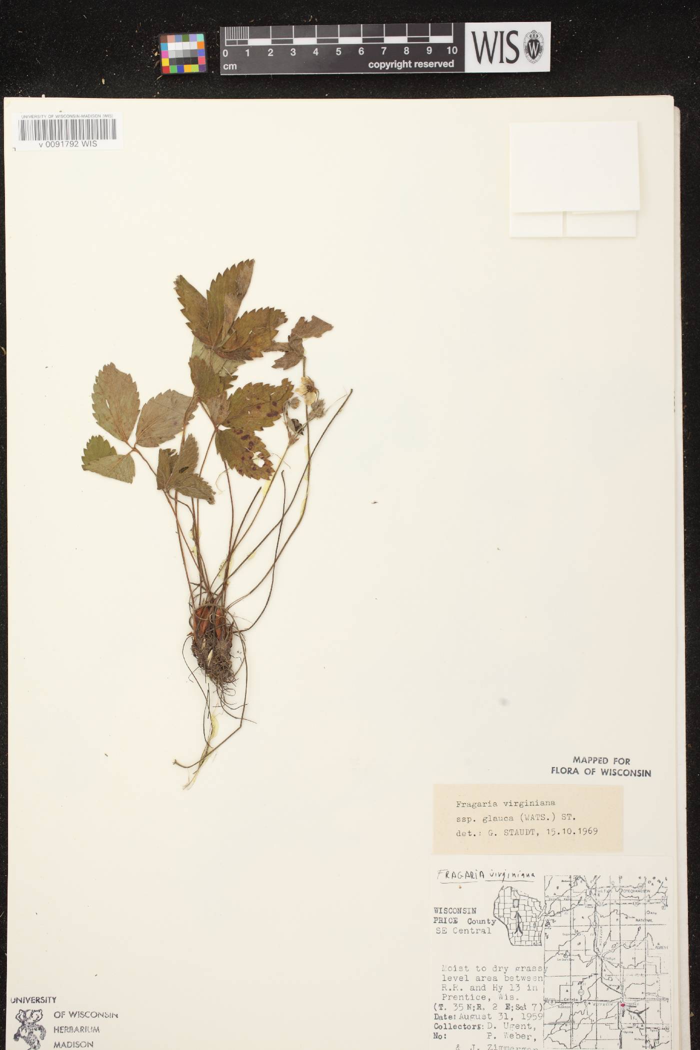 Fragaria virginiana image