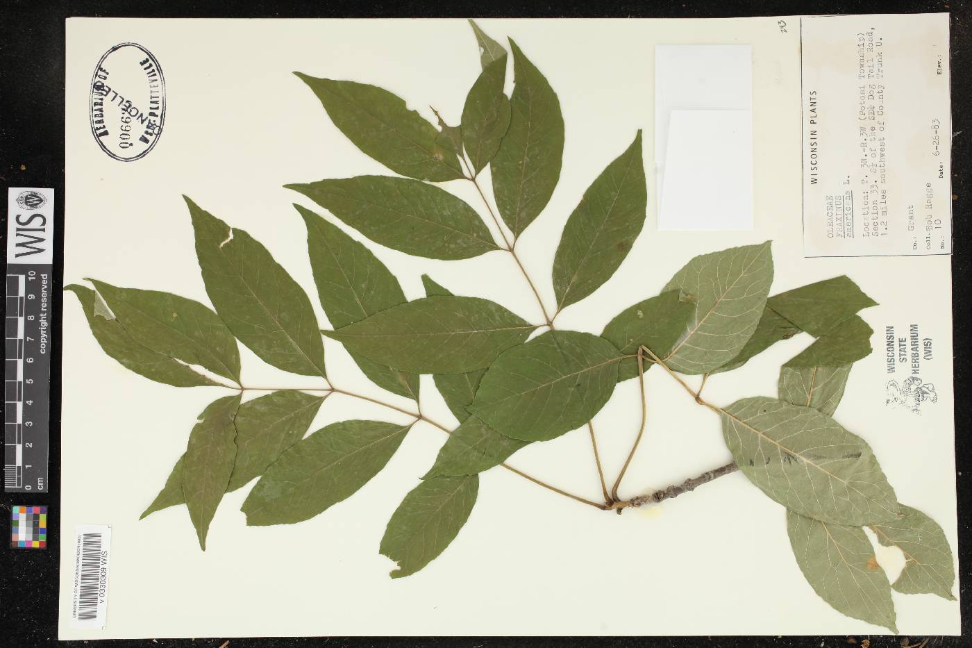 Fraxinus americana image