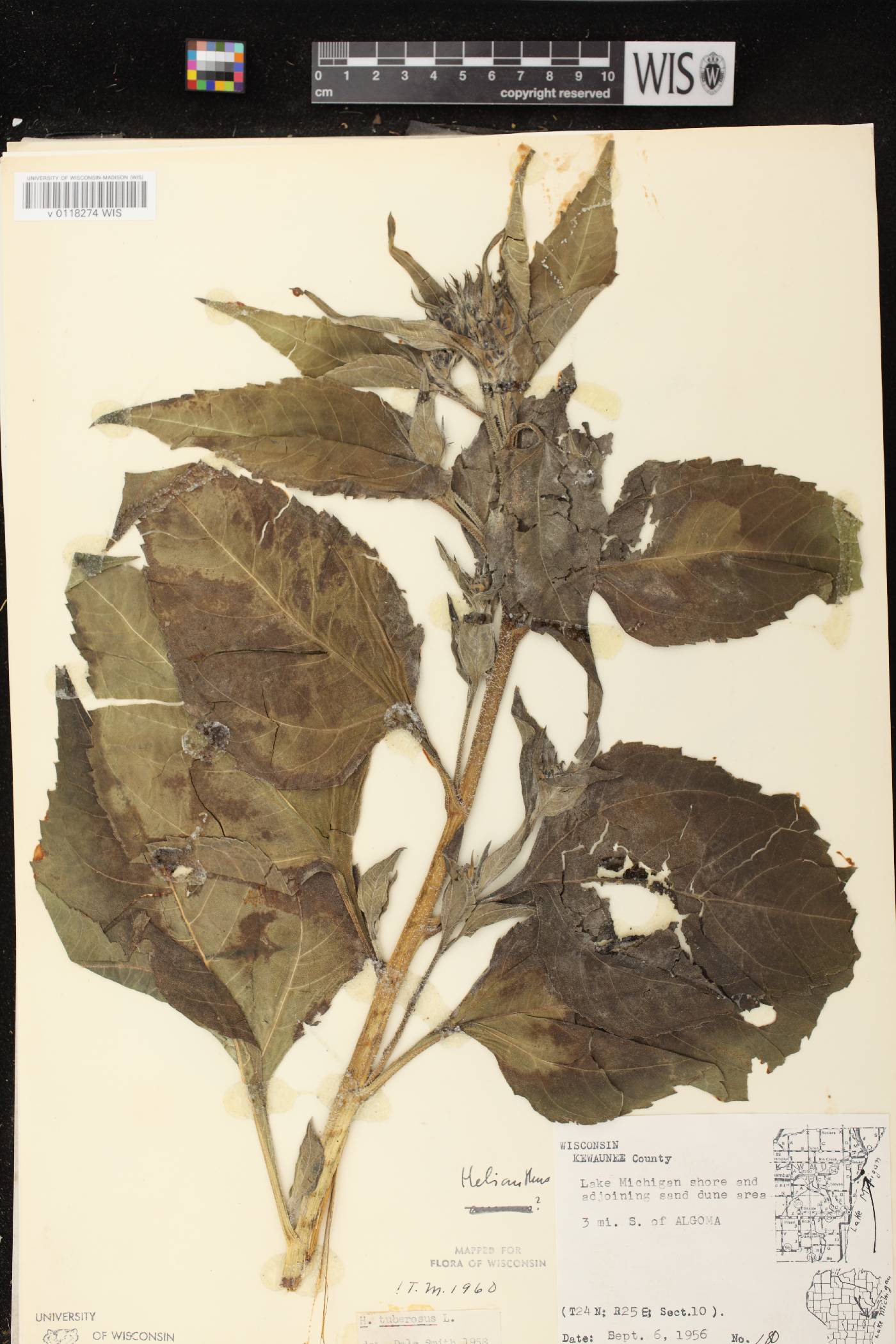Helianthus tuberosus image