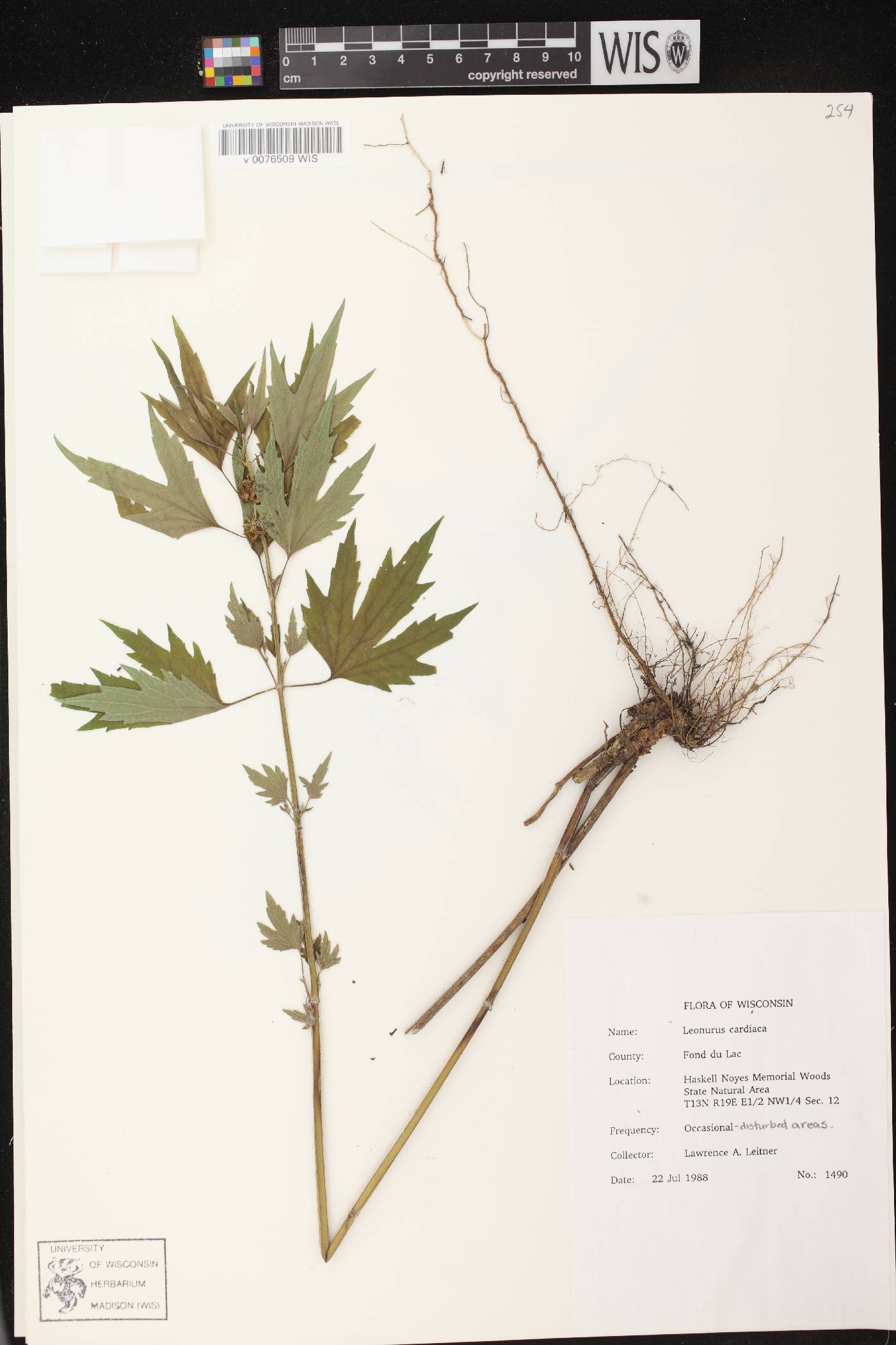 Leonurus cardiaca image