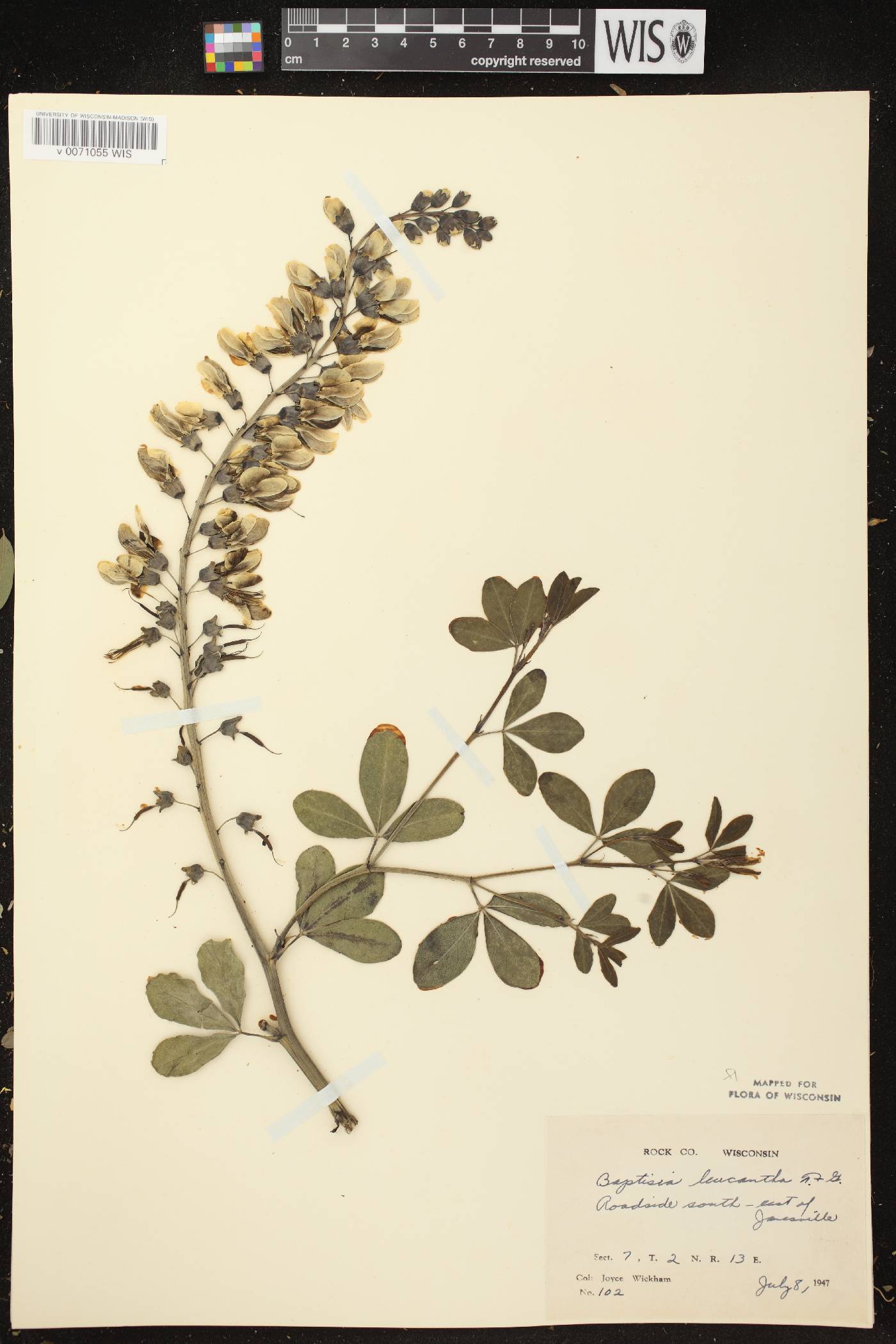 Baptisia lactea image