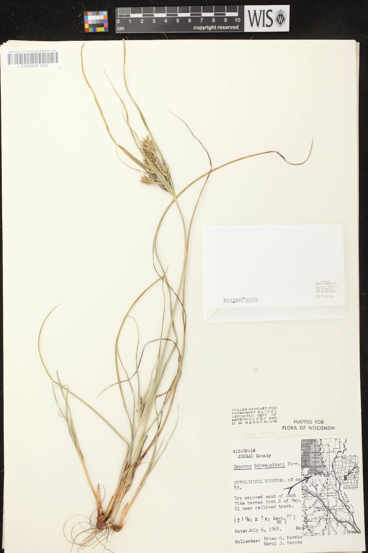 Cyperus schweinitzii image