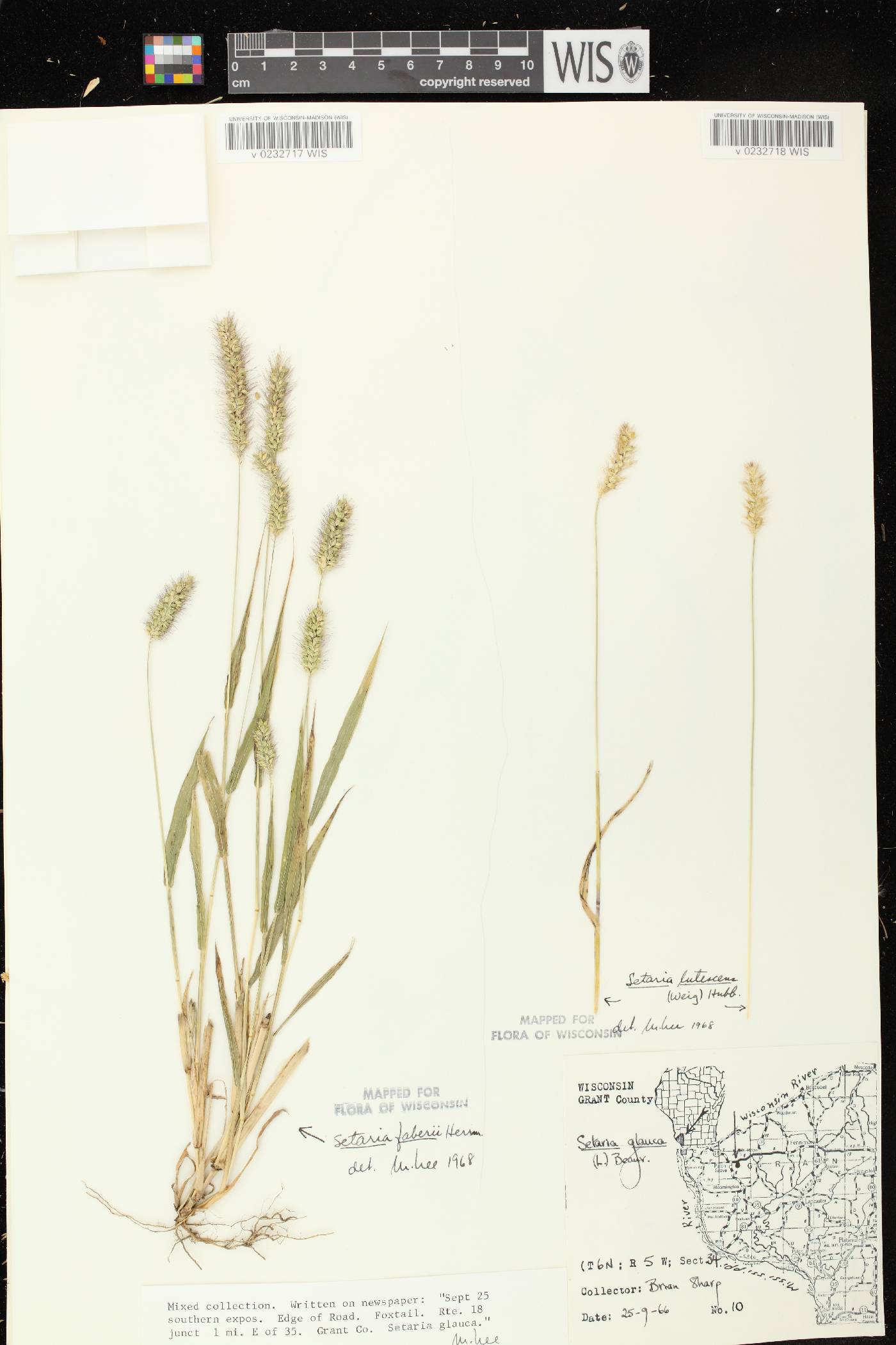 Setaria pumila subsp. pumila image