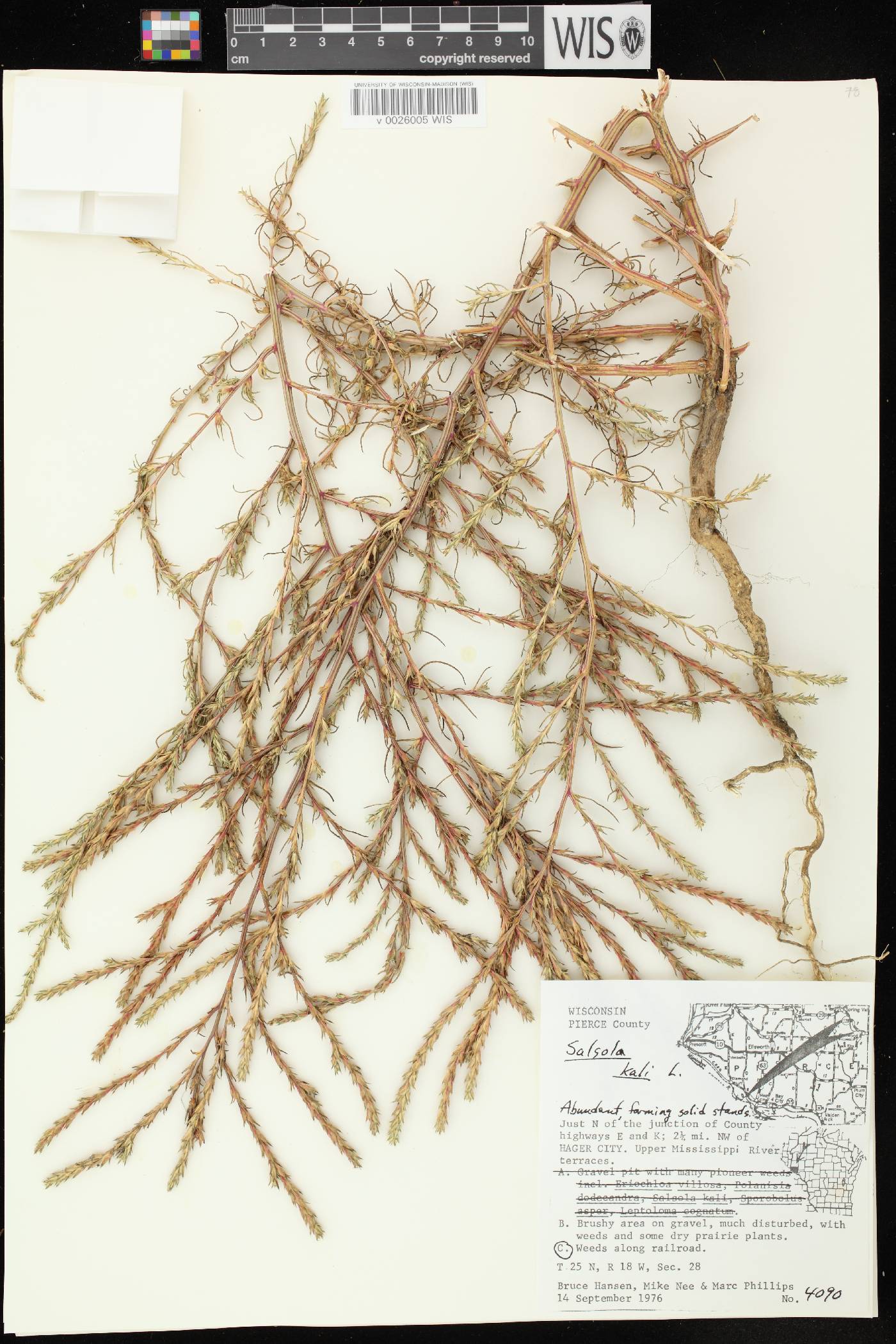 Salsola tragus image