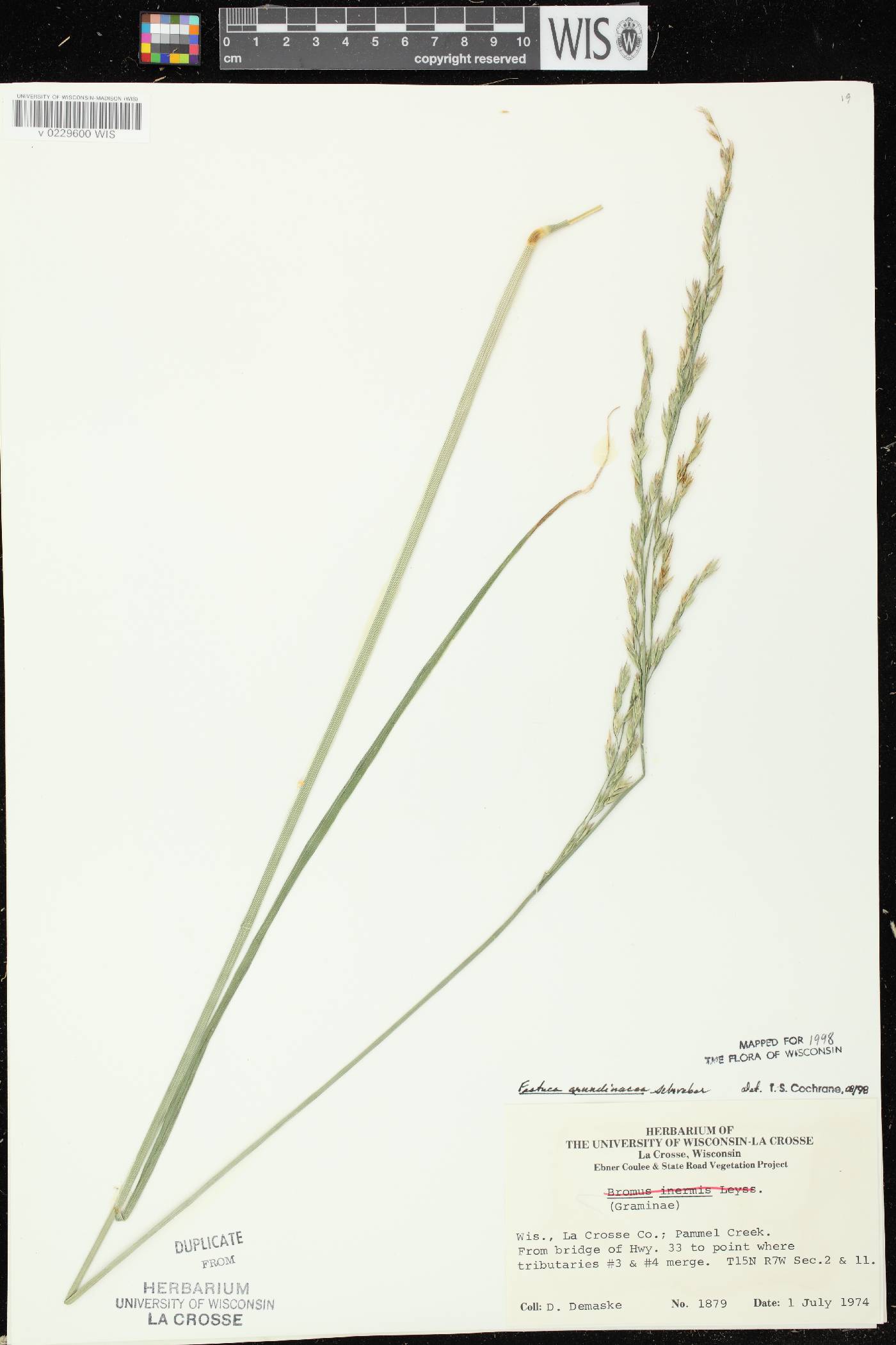 Lolium arundinaceum image