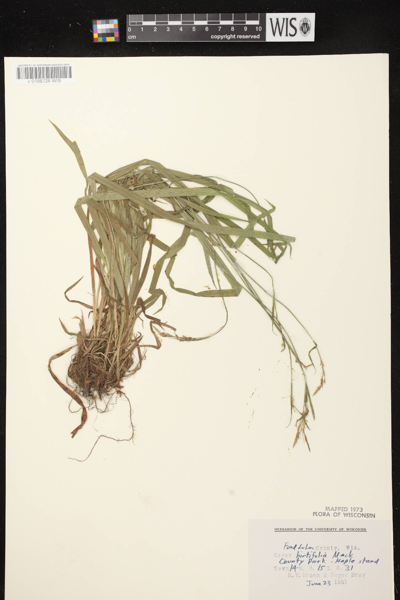 Carex hirtifolia image