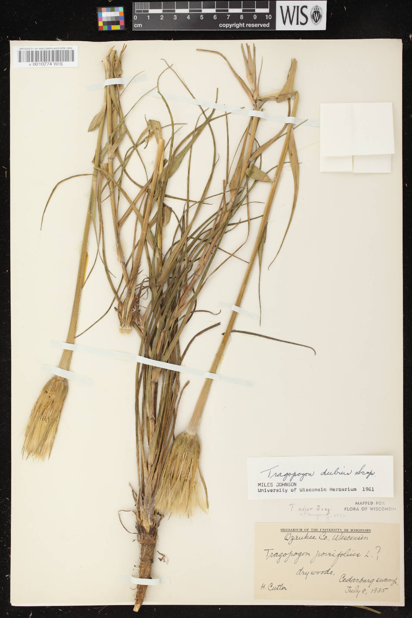 Tragopogon dubius image