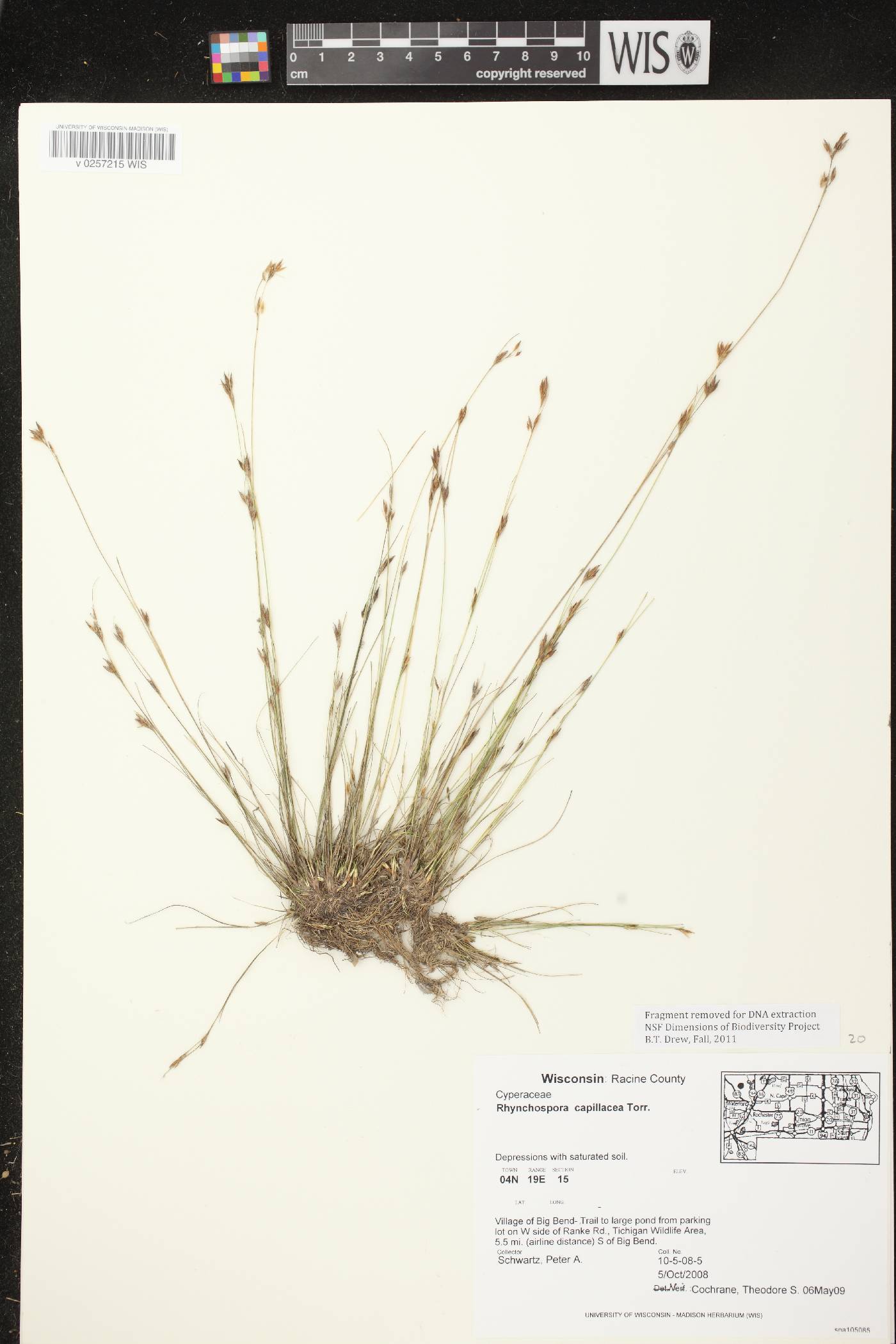 Rhynchospora capillacea image