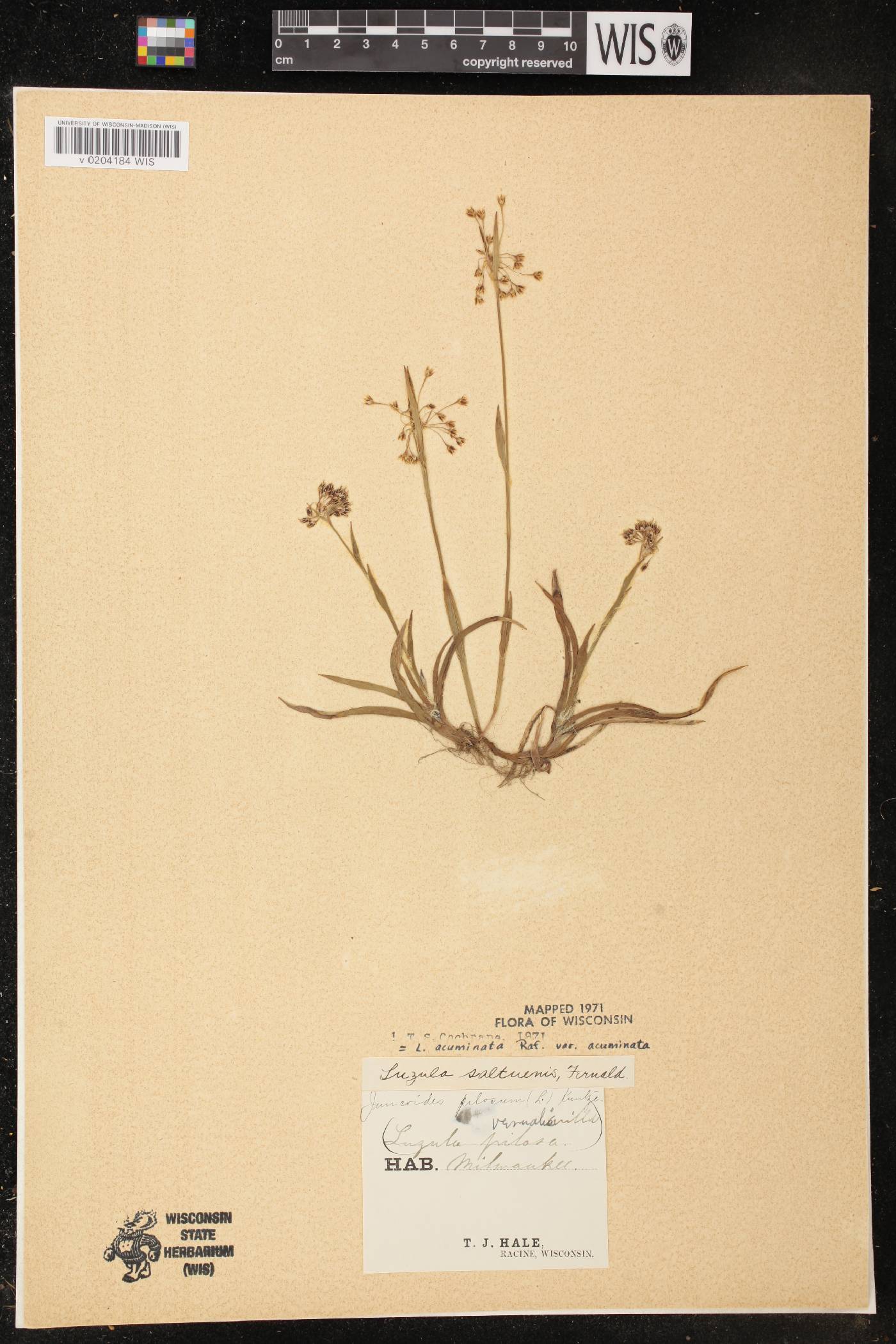 Luzula acuminata image