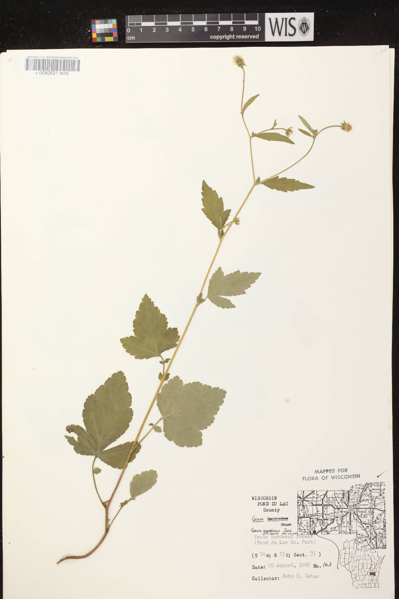 Geum canadense image