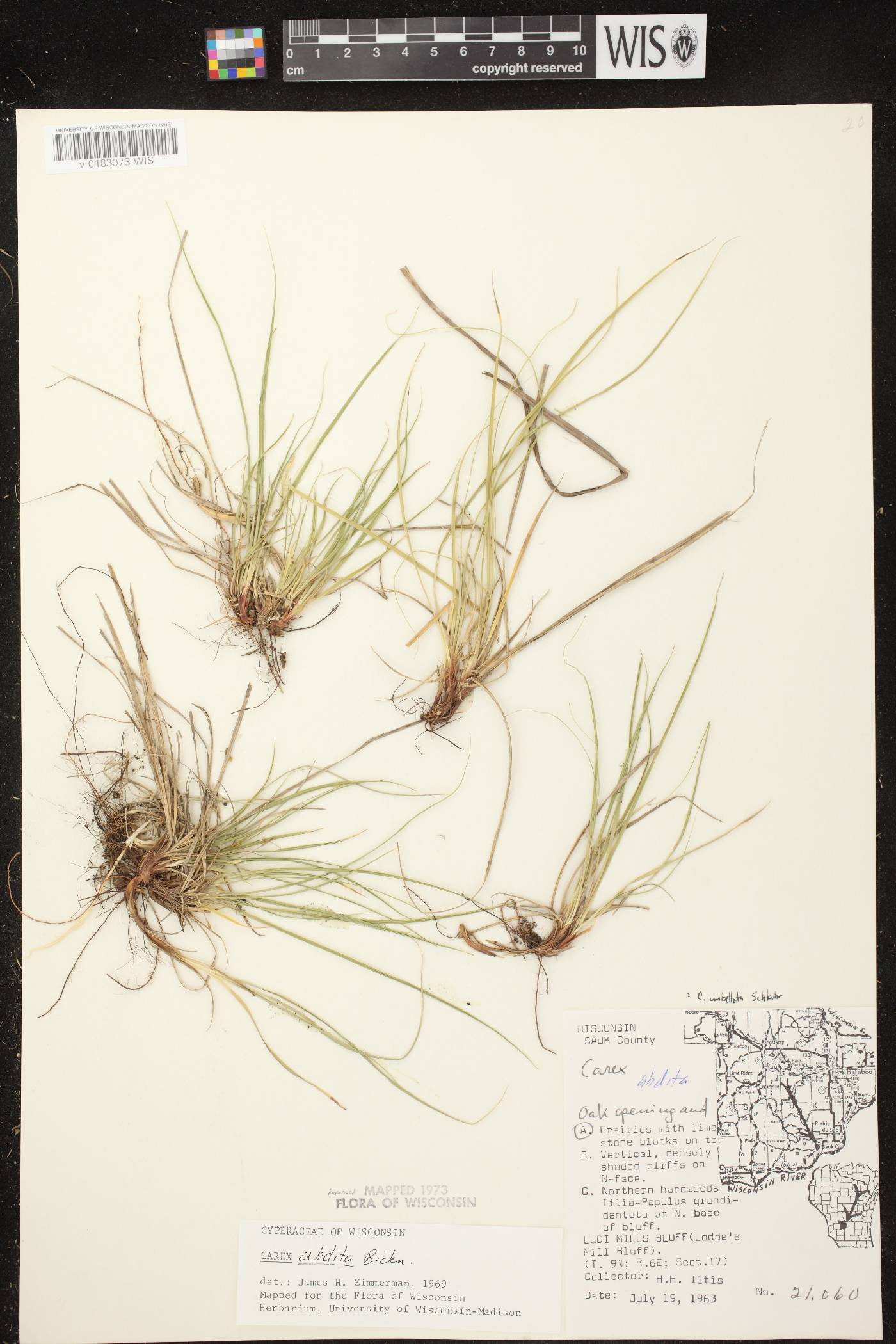 Carex umbellata image