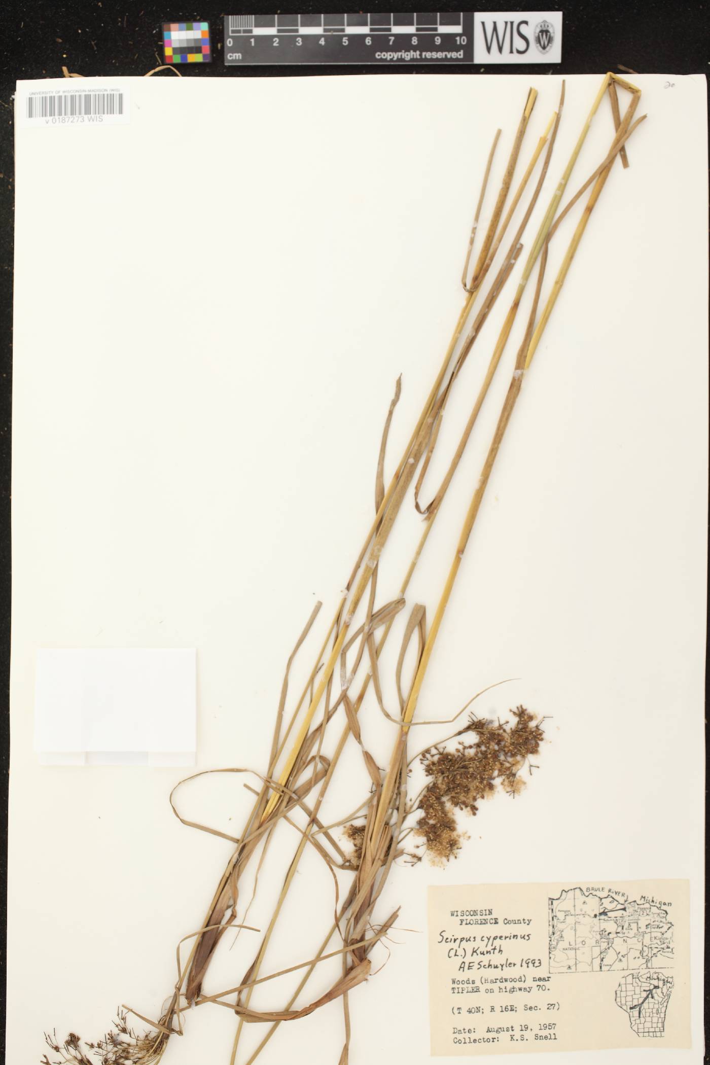Scirpus cyperinus image