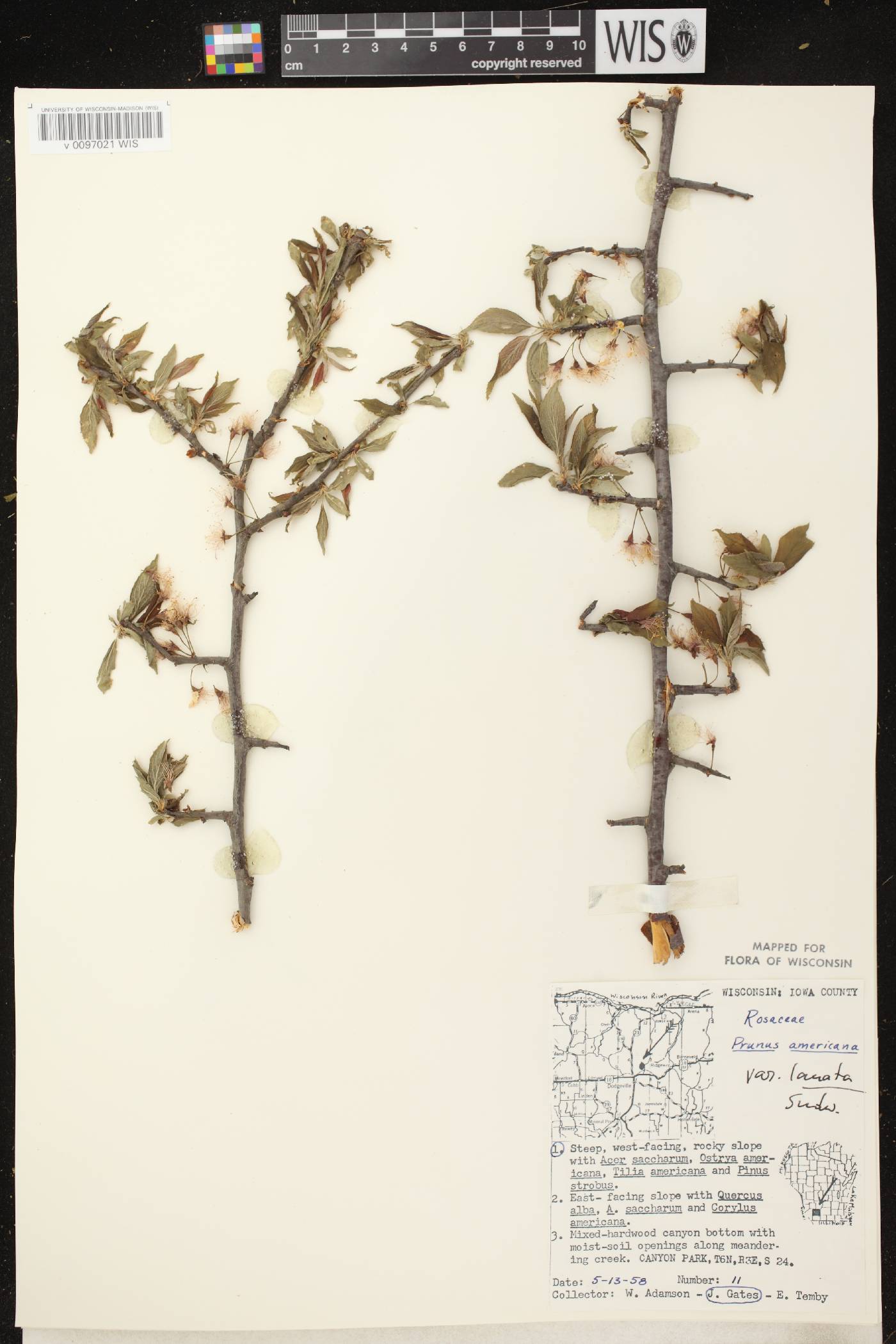 Prunus americana image