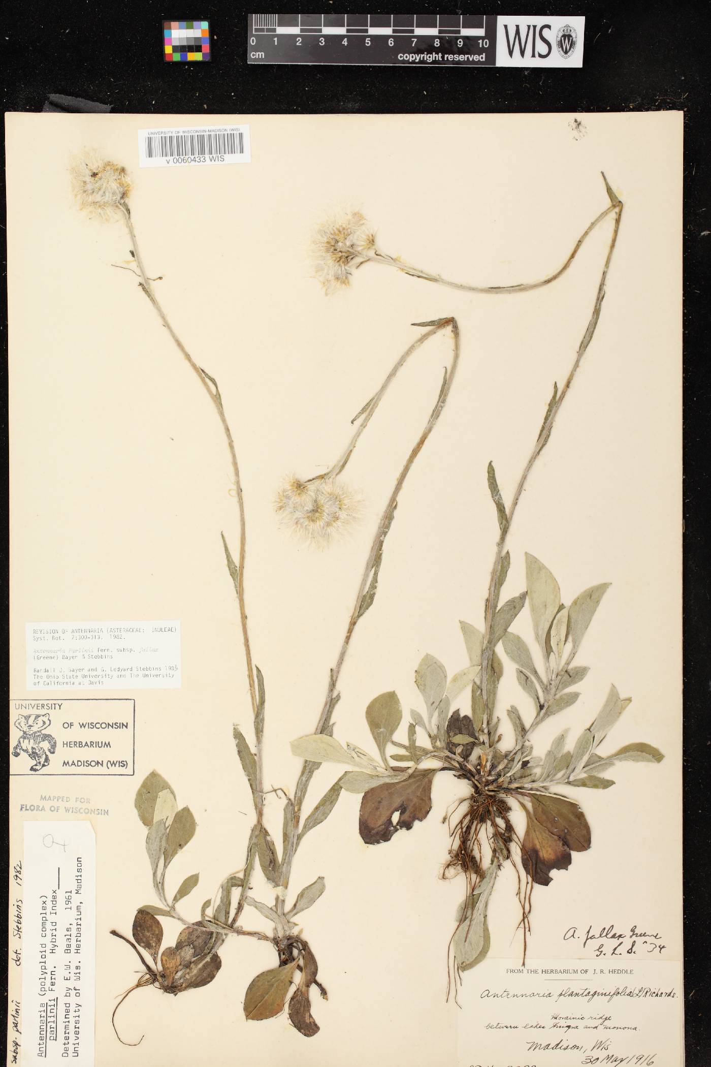 Antennaria parlinii subsp. fallax image