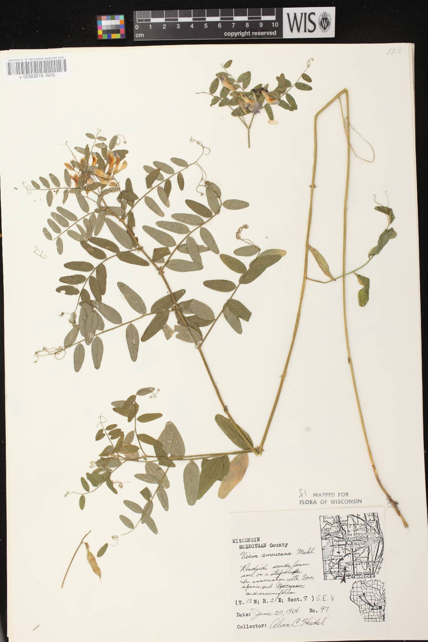 Vicia americana subsp. americana image