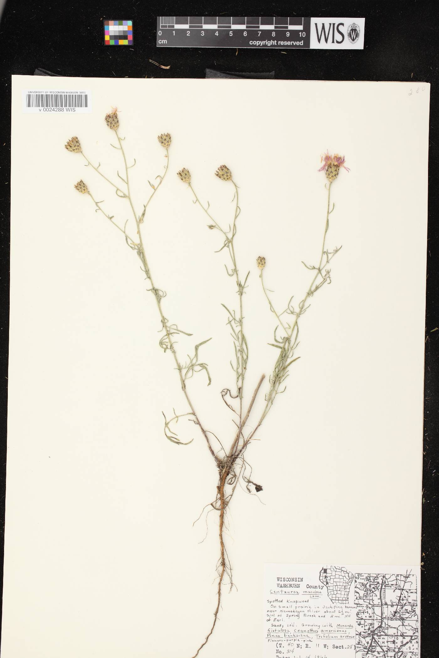 Centaurea stoebe image