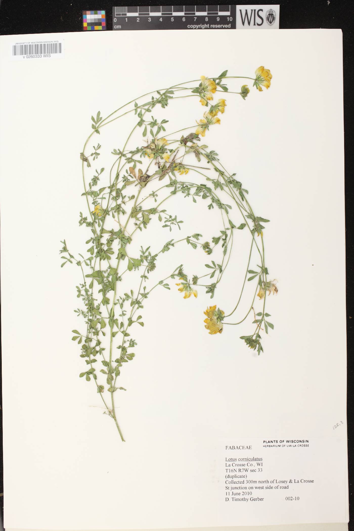 Lotus corniculatus image
