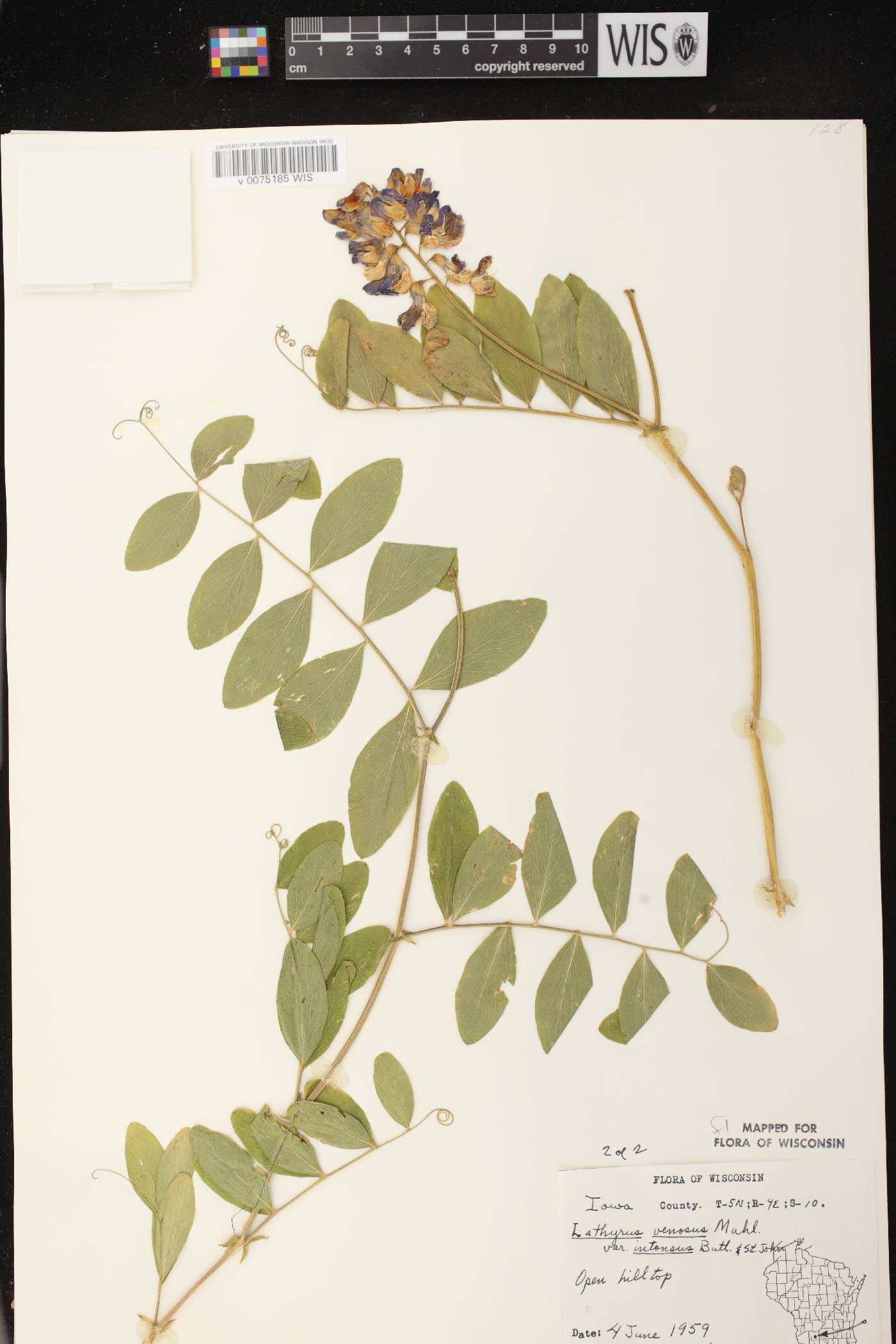 Lathyrus venosus image