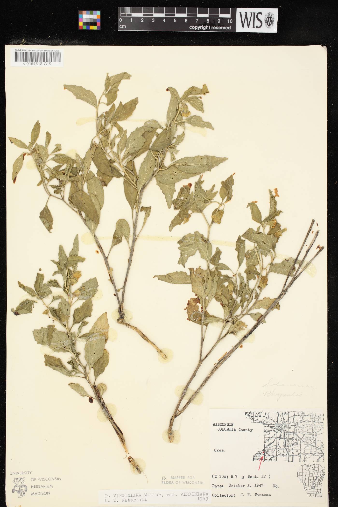 Physalis virginiana image