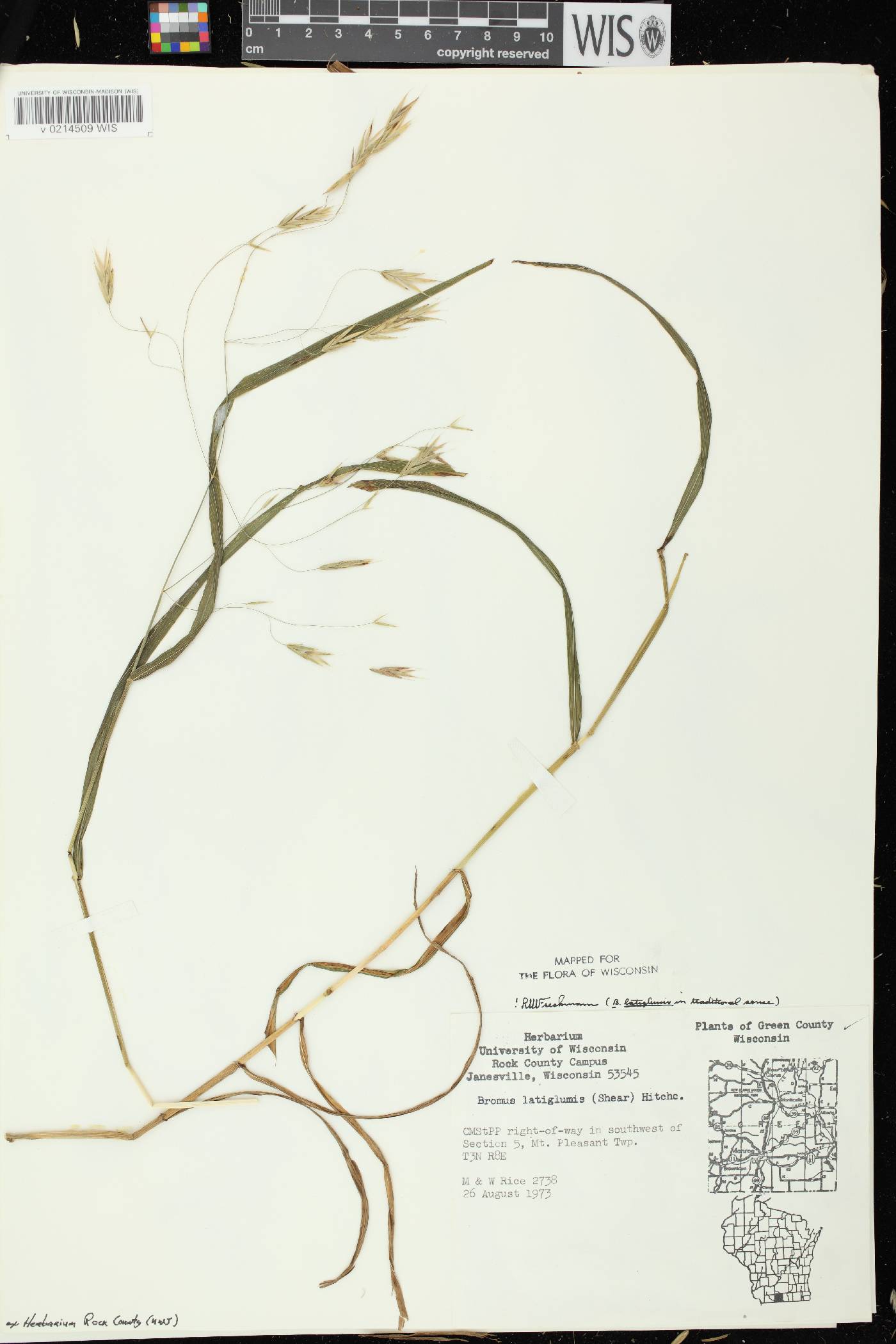 Bromus latiglumis image