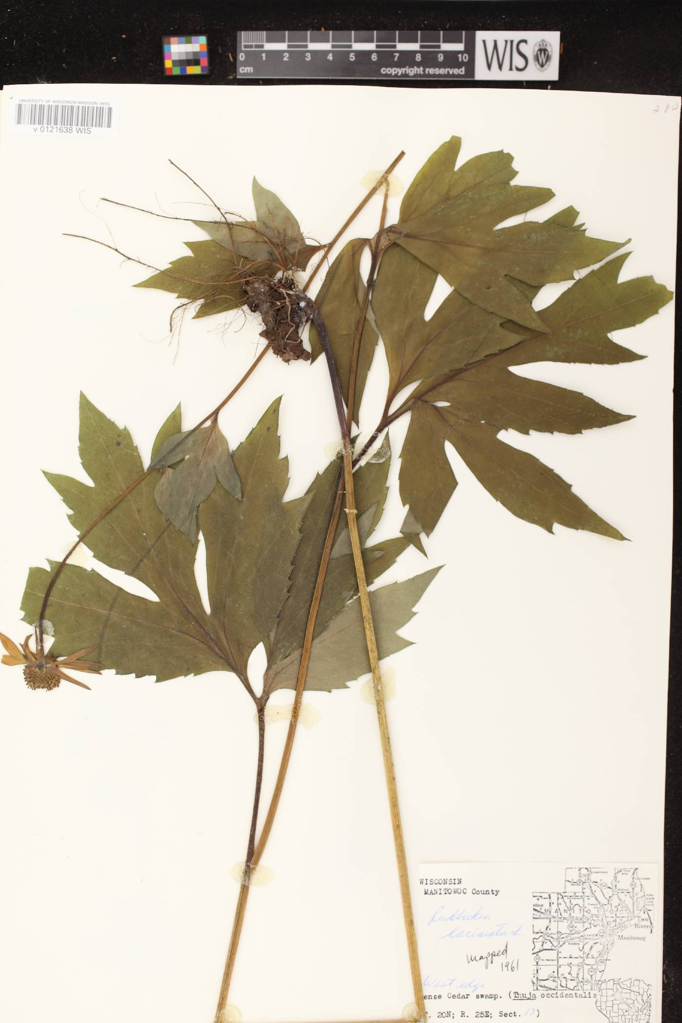 Rudbeckia laciniata image