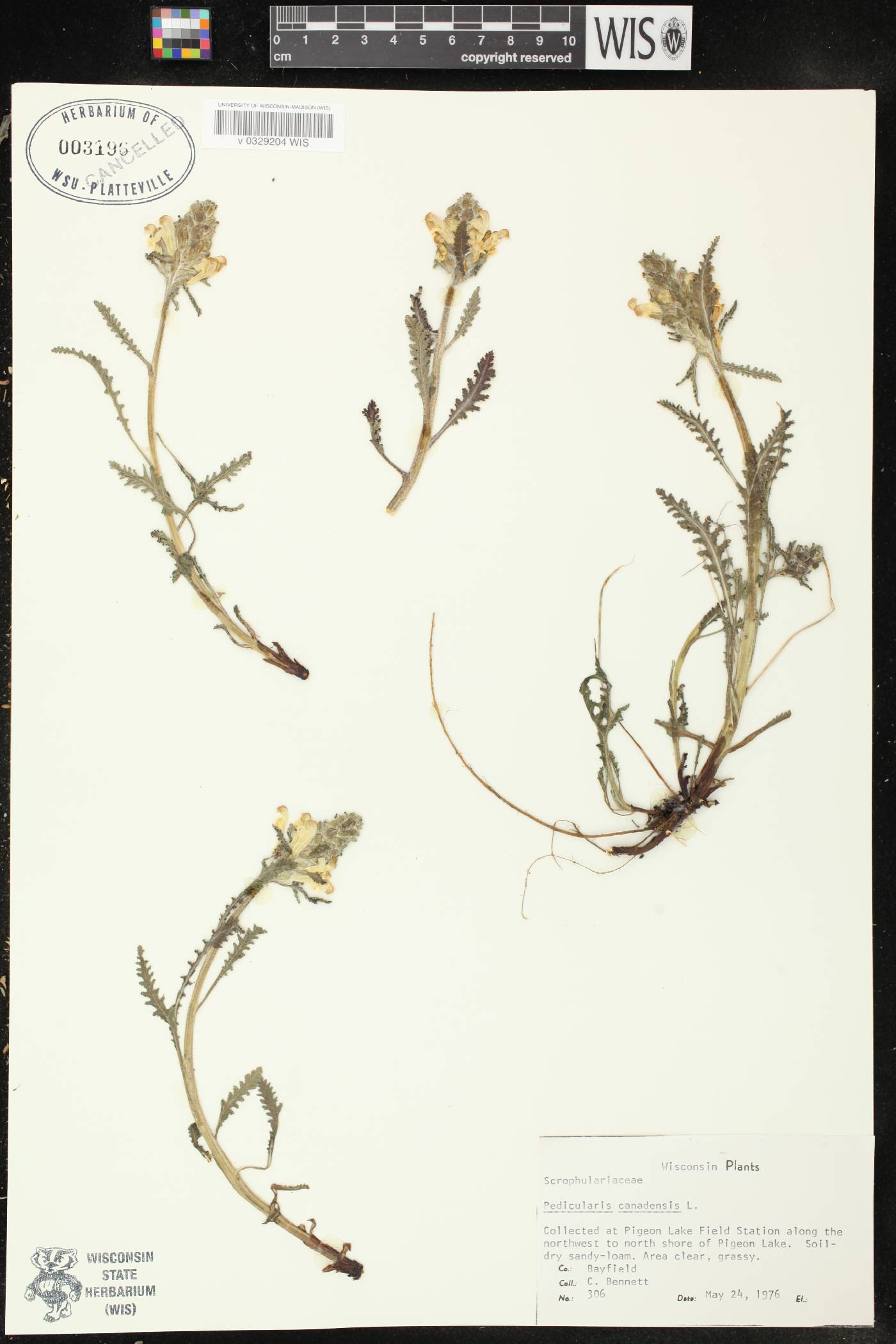 Pedicularis canadensis subsp. canadensis image