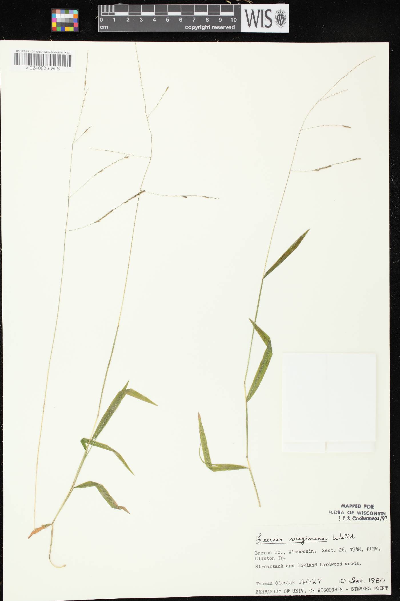 Leersia virginica image
