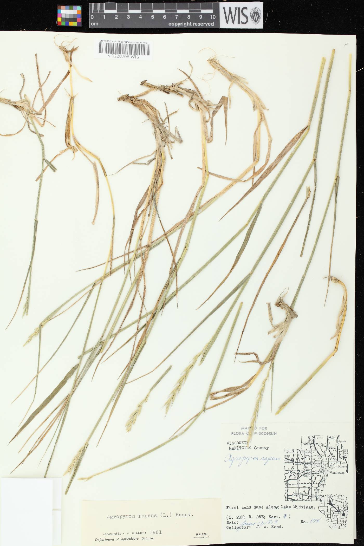 Elymus repens image