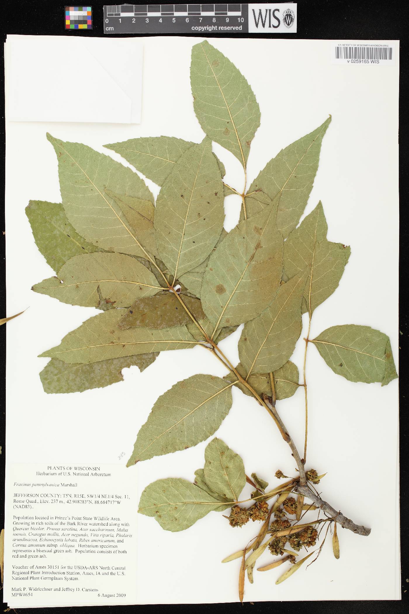 Fraxinus pennsylvanica image