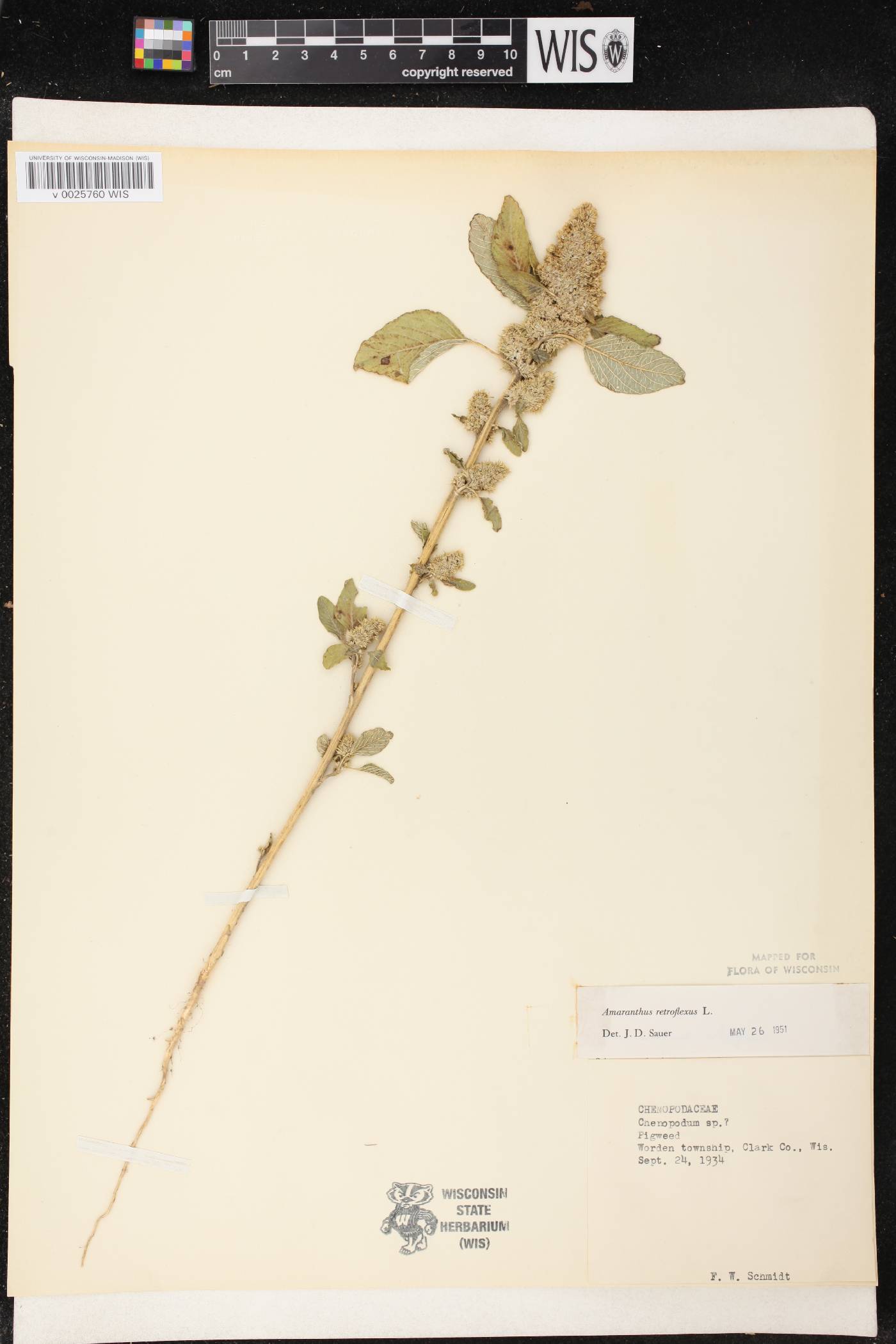Amaranthus retroflexus image