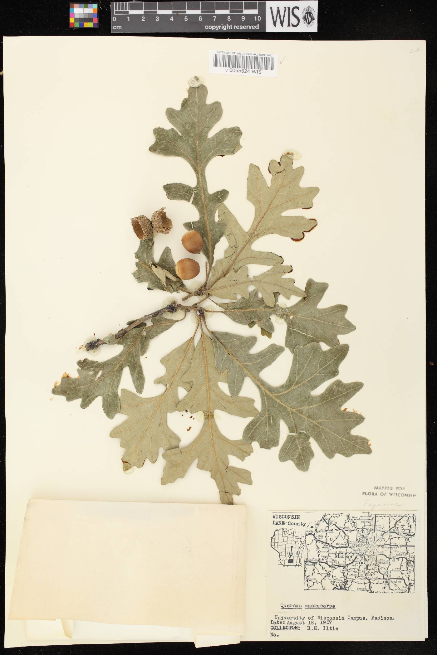 Quercus macrocarpa image