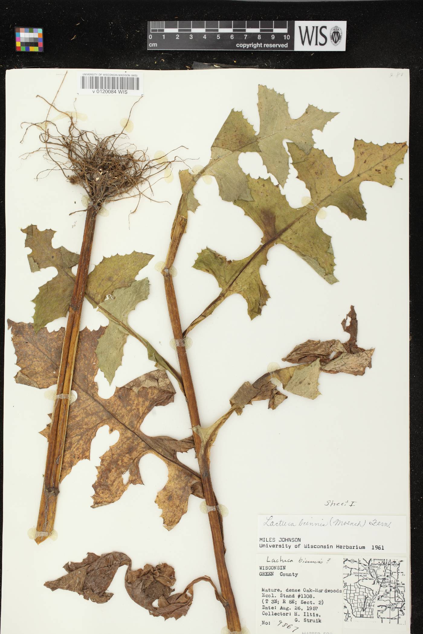 Lactuca biennis image