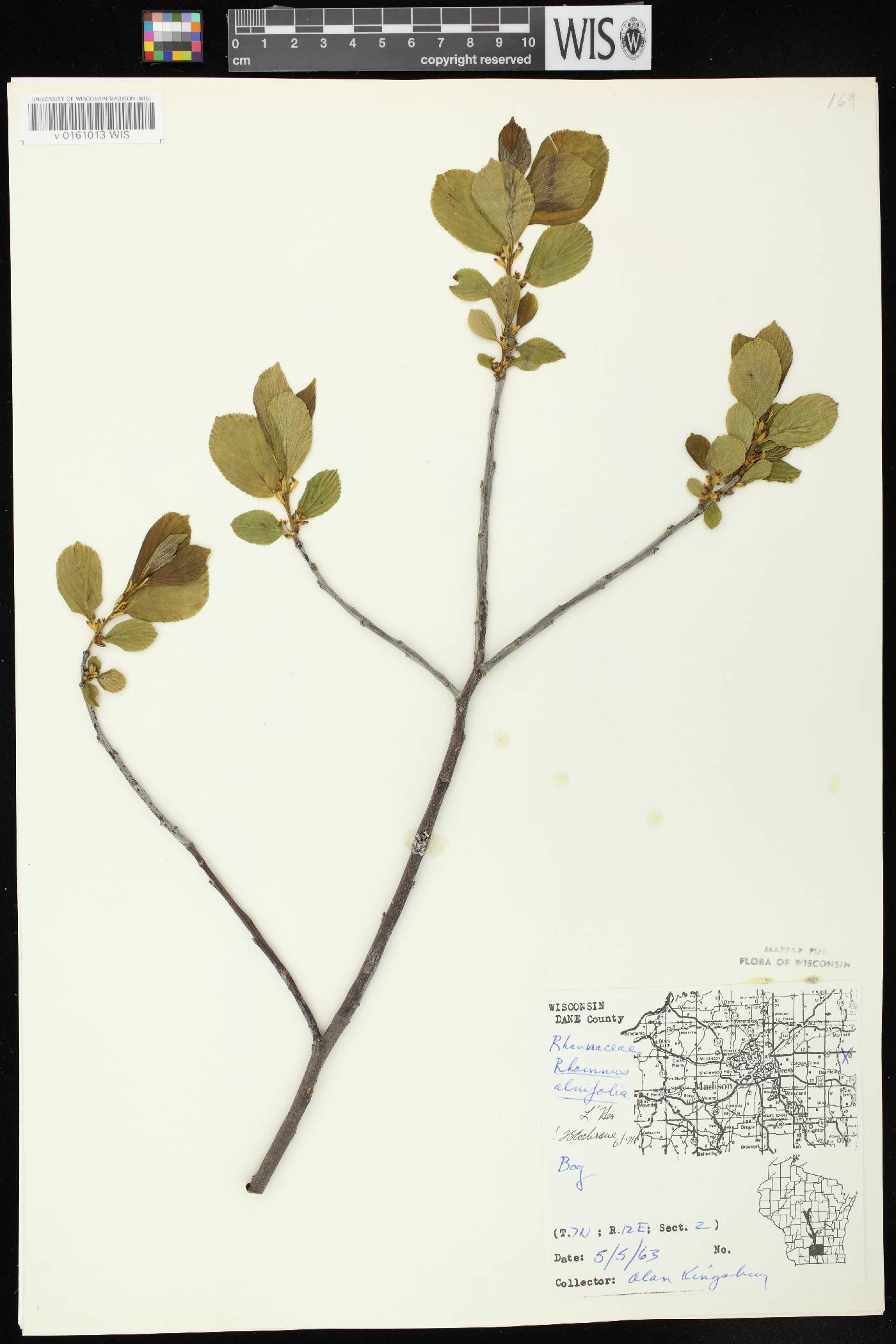 Rhamnus alnifolia image