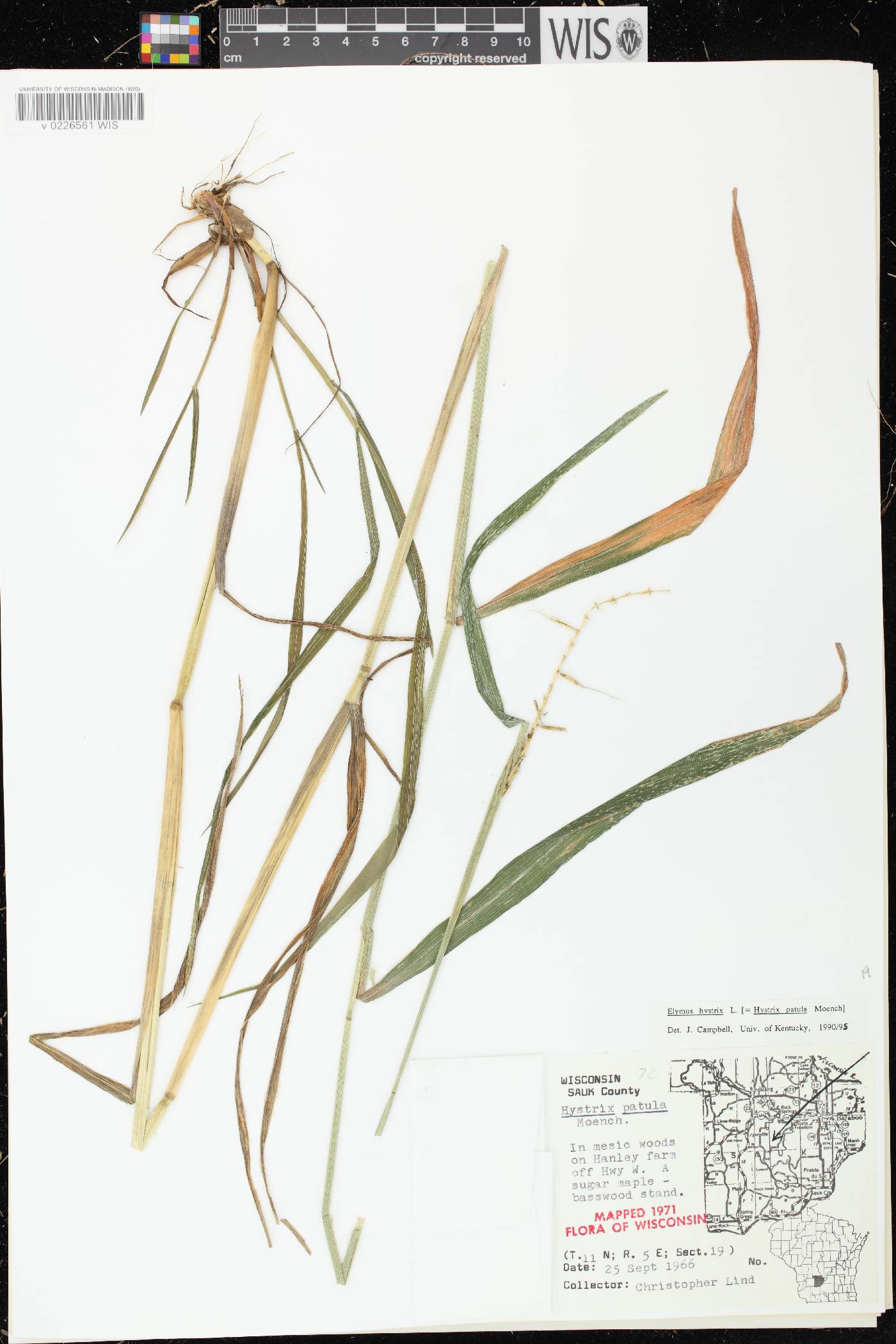 Elymus hystrix var. hystrix image