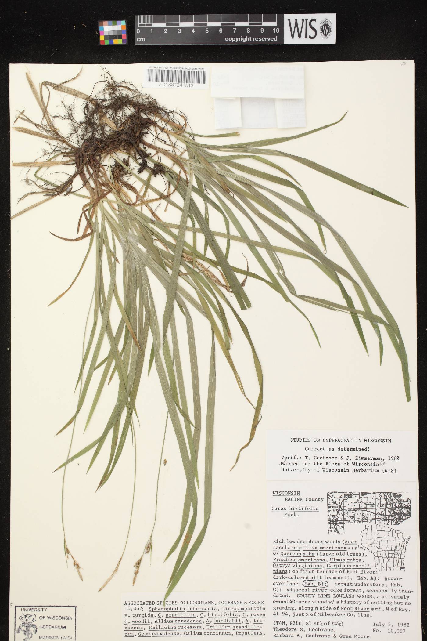 Carex hirtifolia image