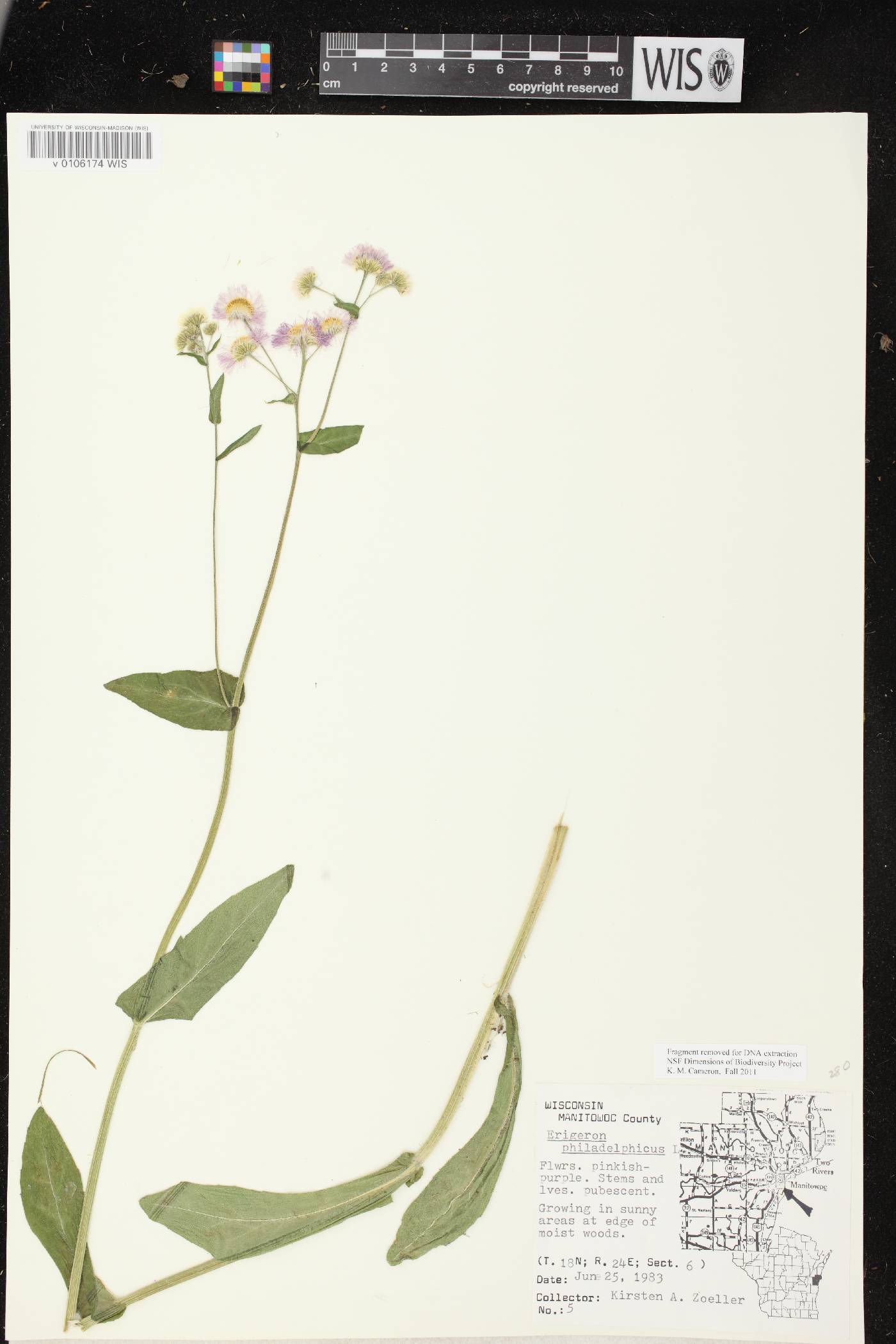Erigeron philadelphicus image
