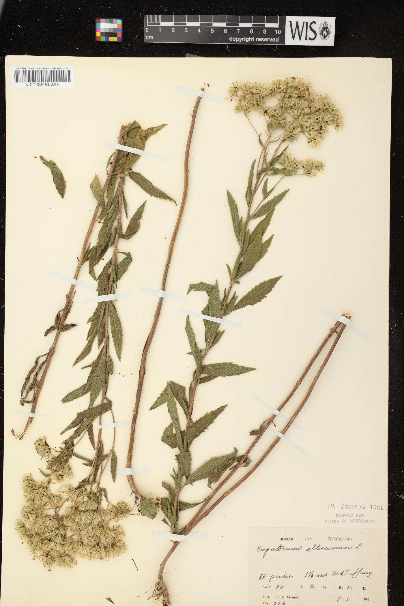 Eupatorium altissimum image