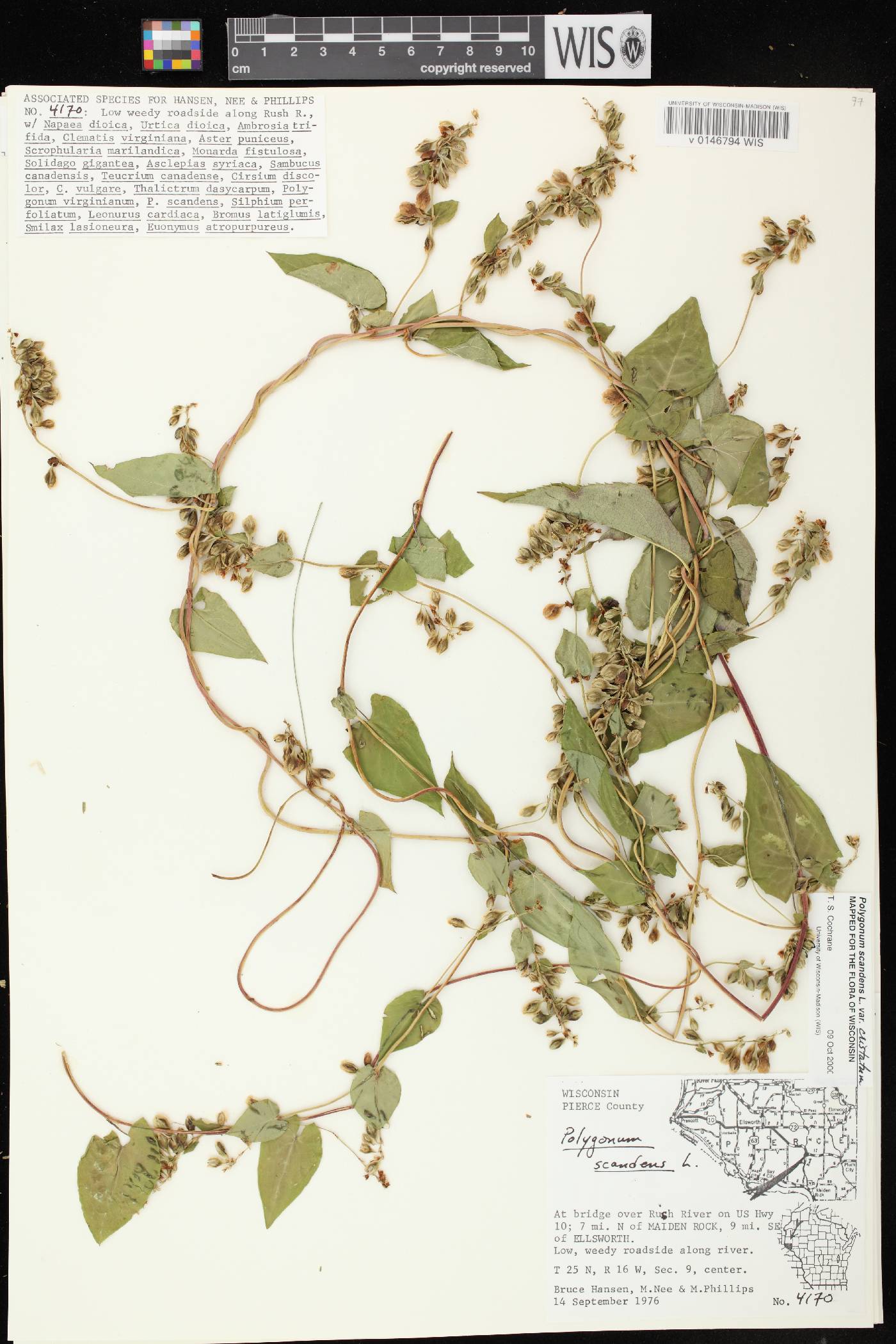 Fallopia scandens image