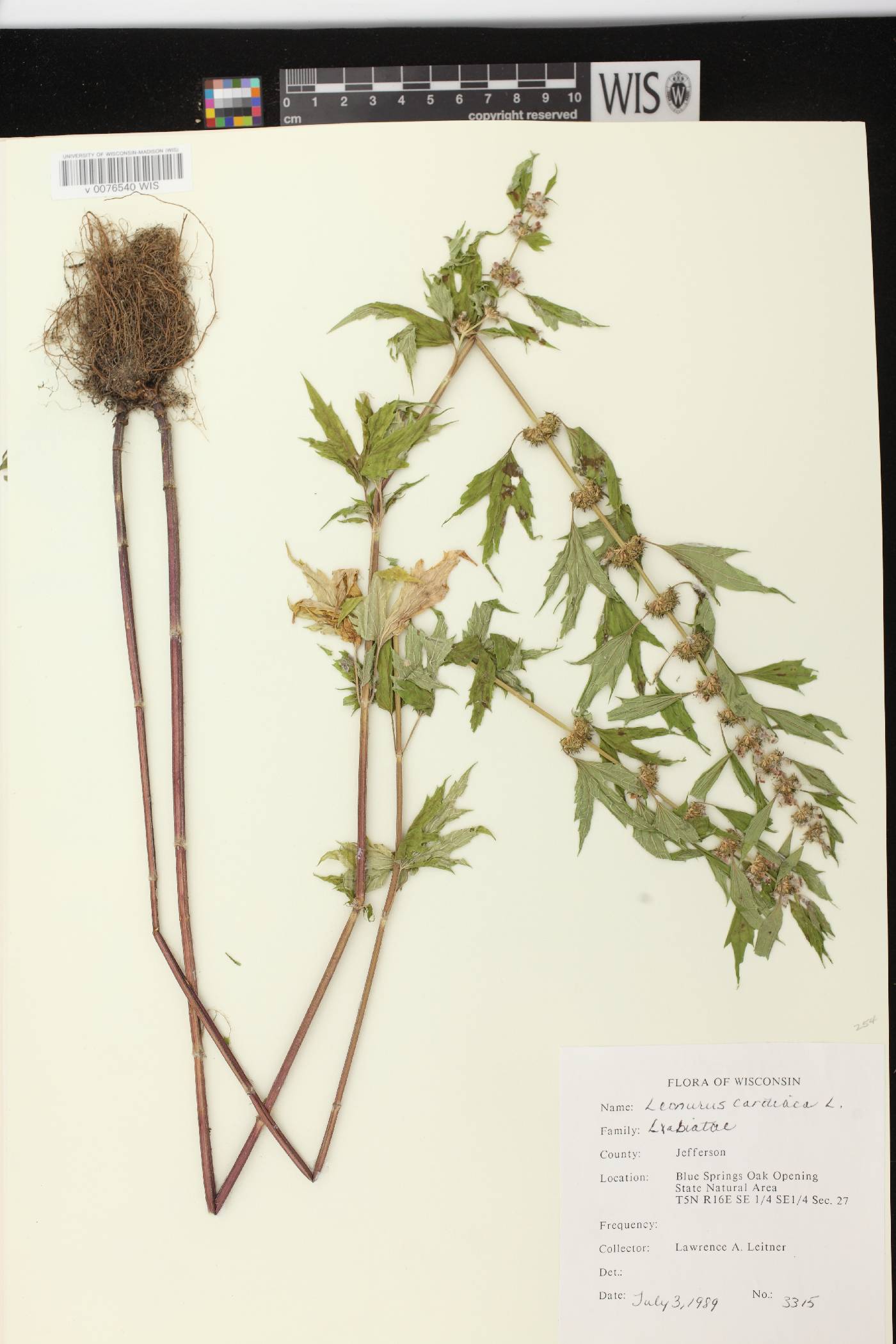 Leonurus cardiaca image