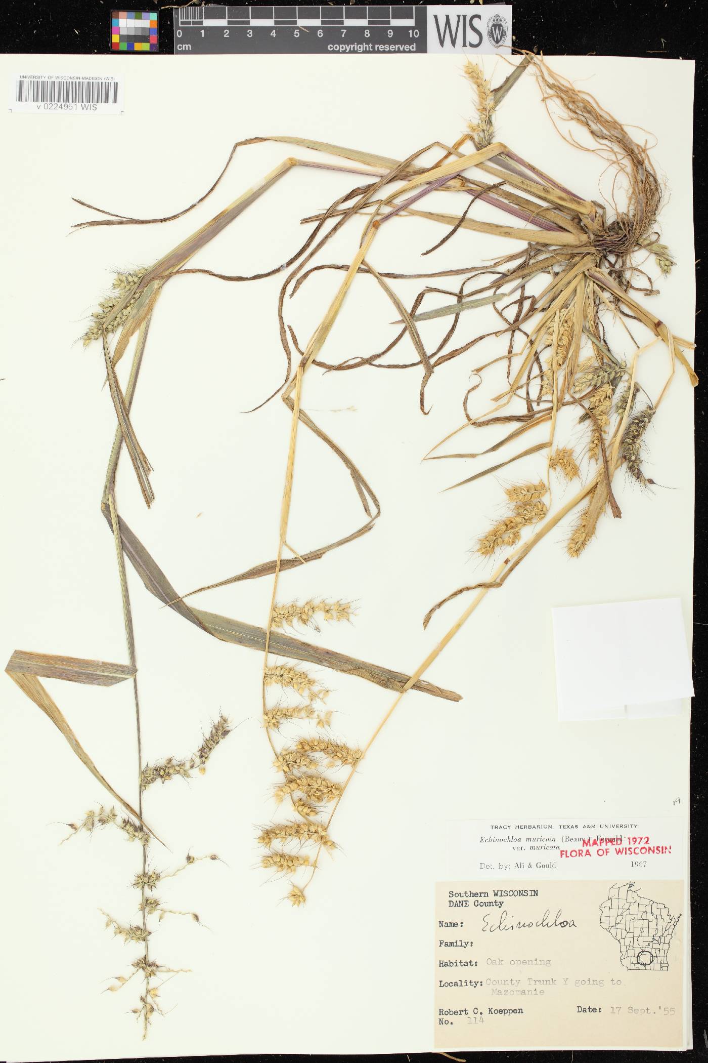 Echinochloa muricata var. muricata image