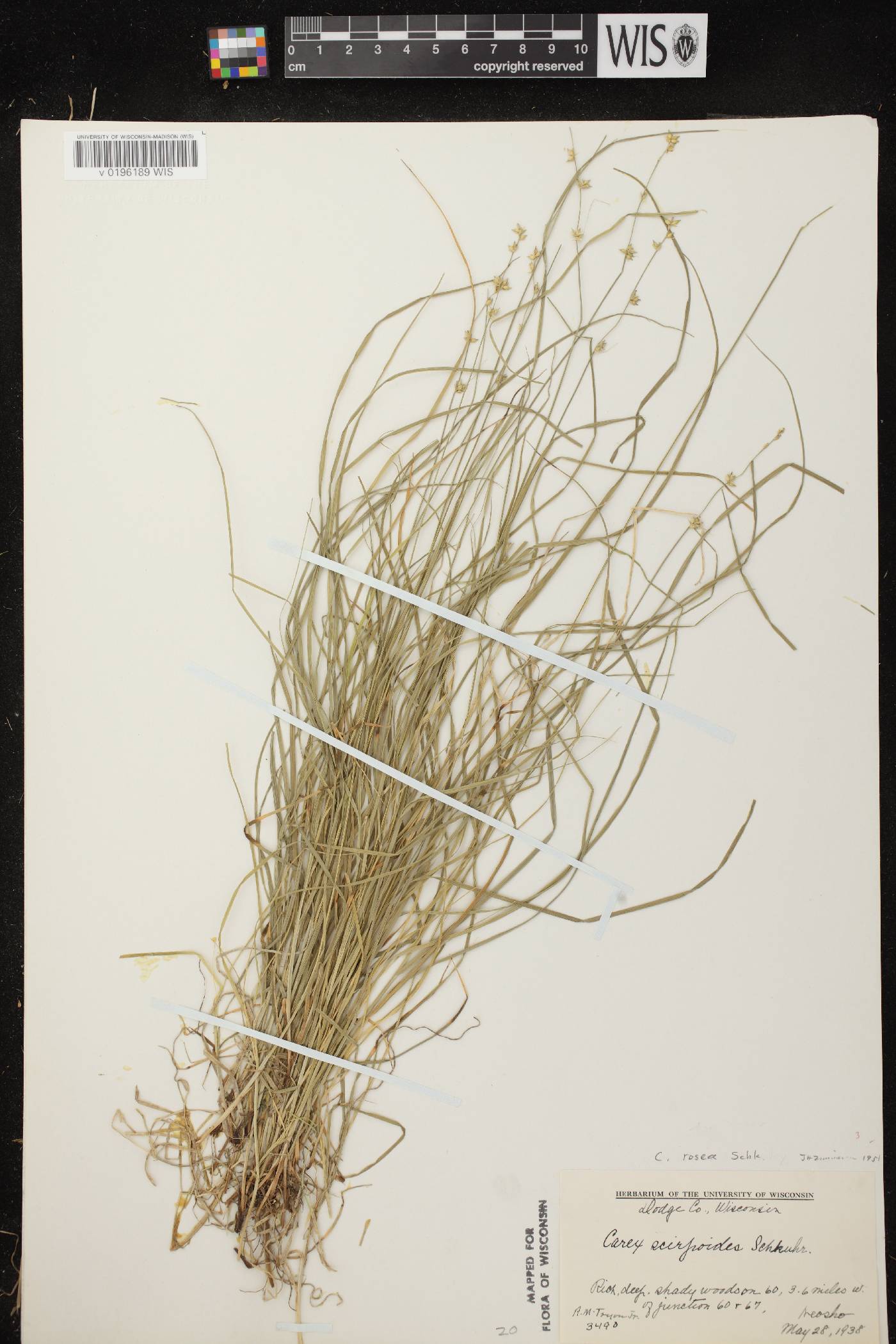 Carex radiata image