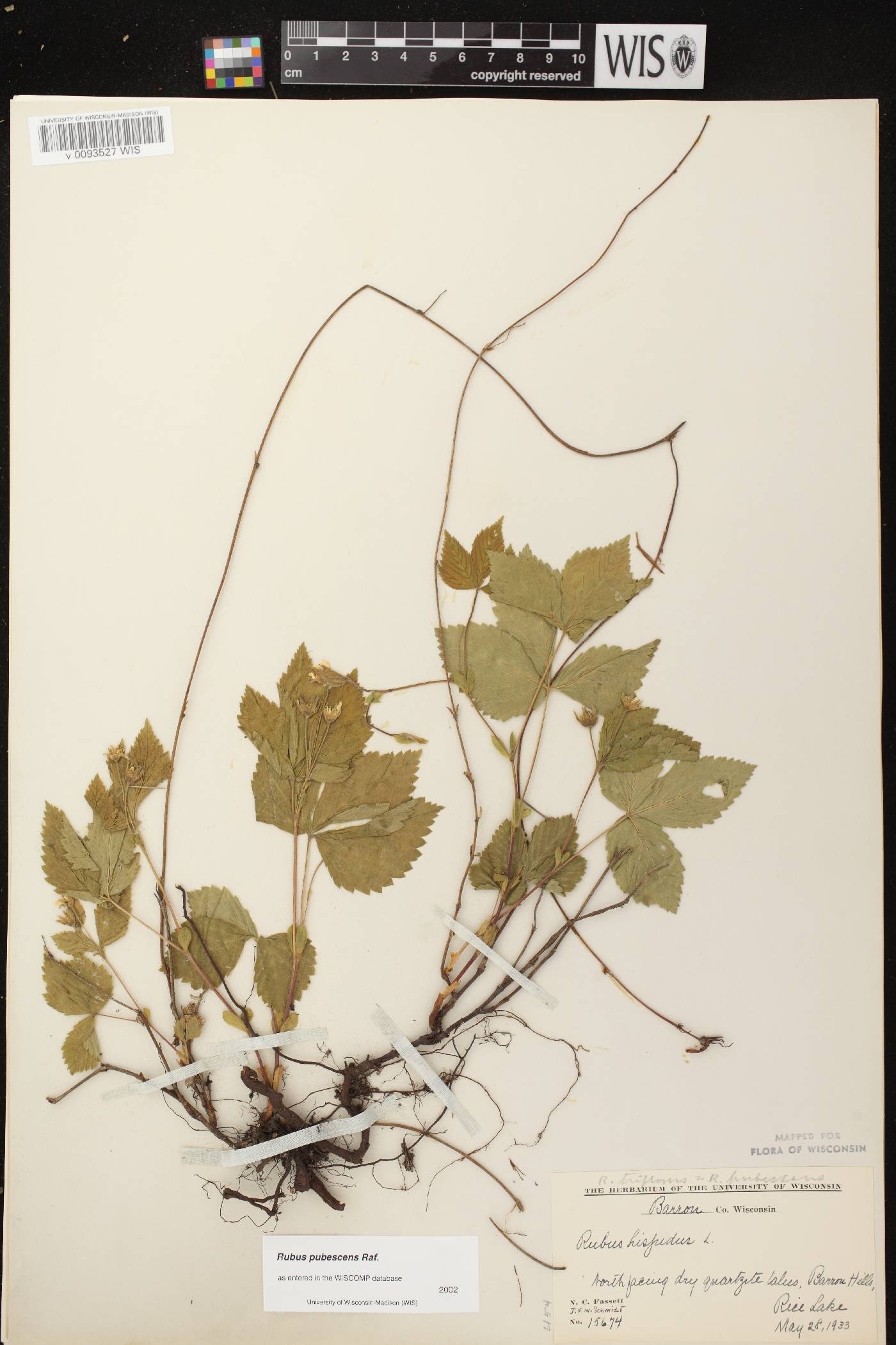 Rubus pubescens image