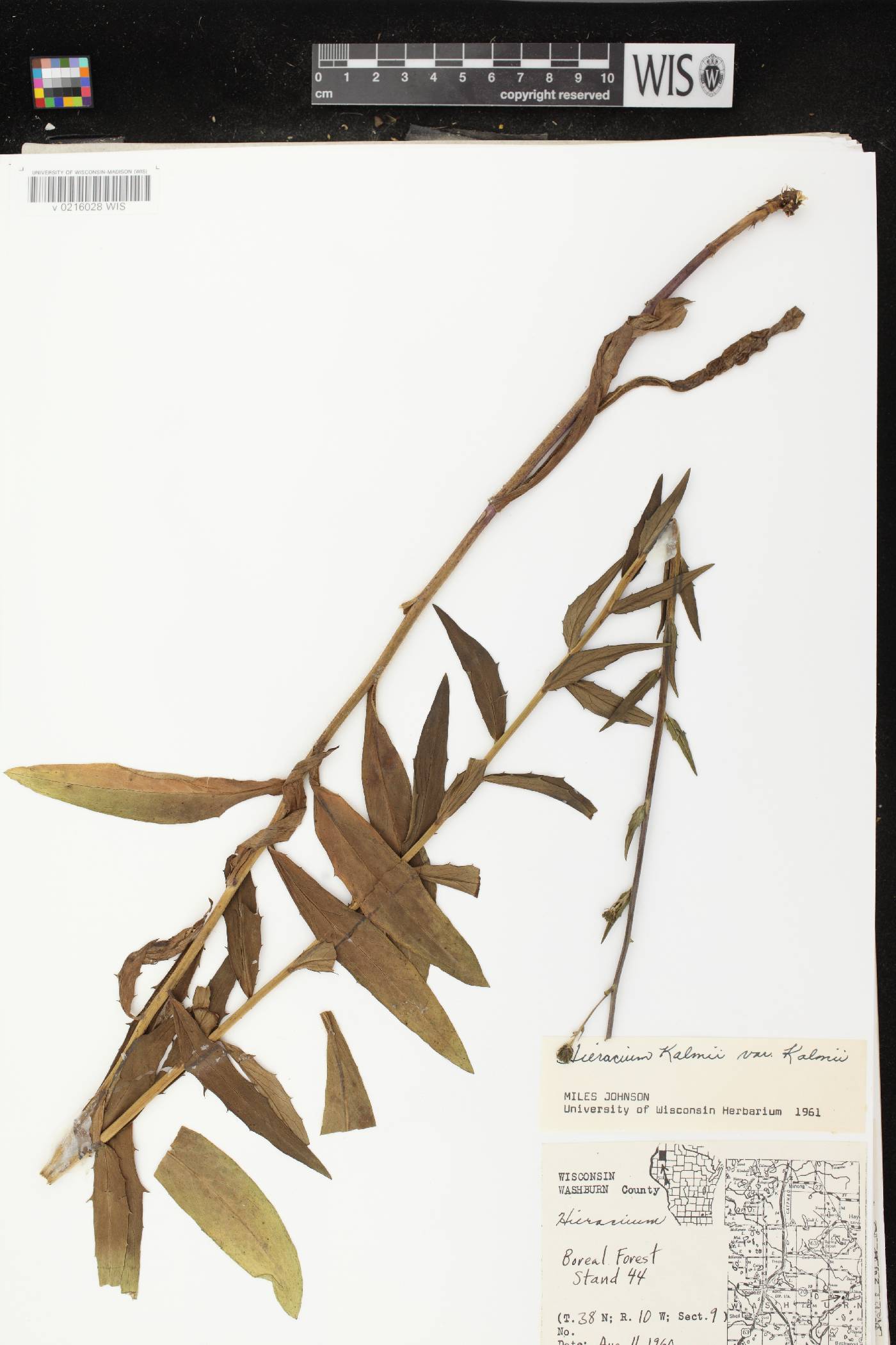 Hieracium umbellatum image